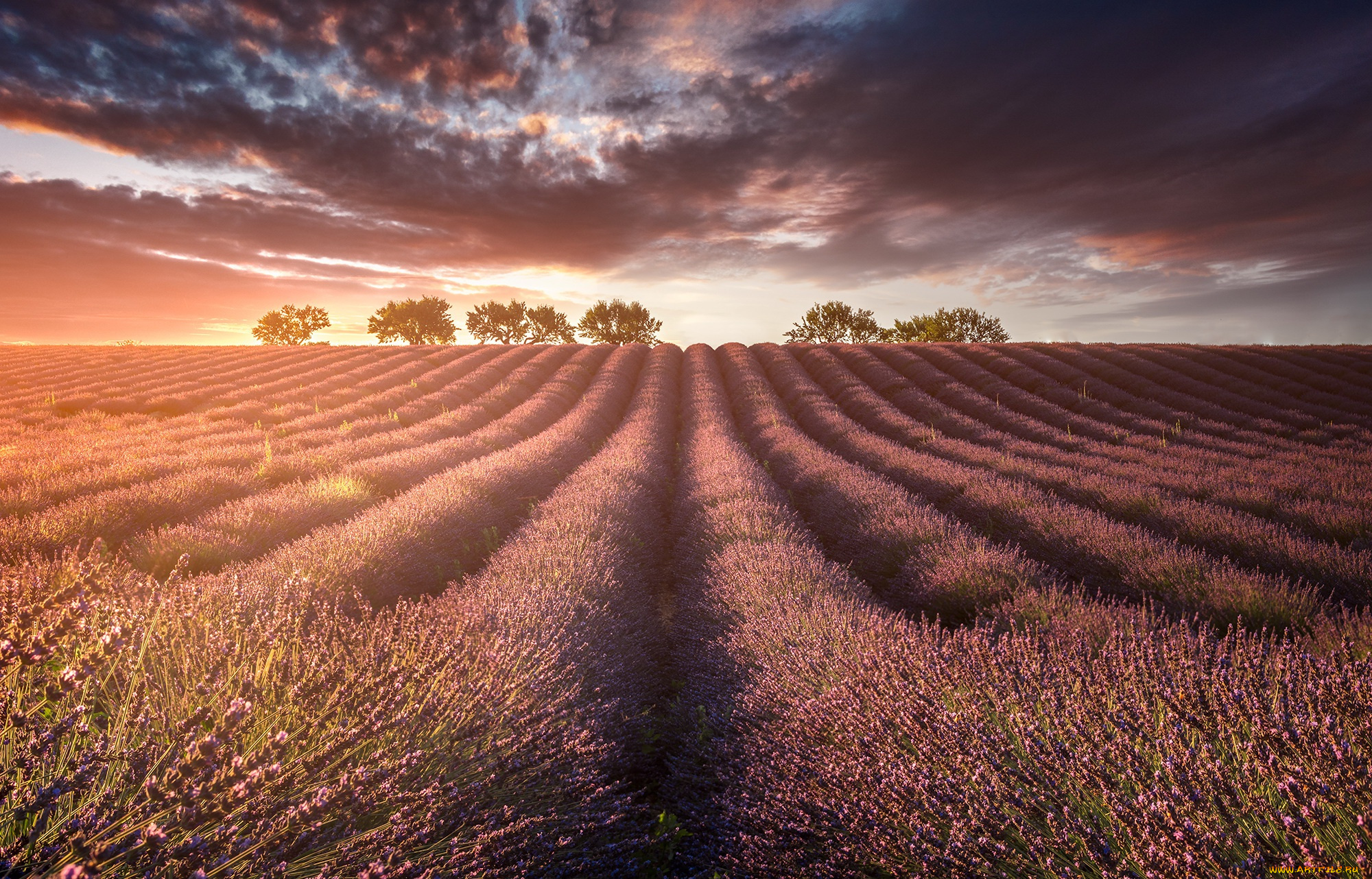 природа, поля, поле, лаванды, свет