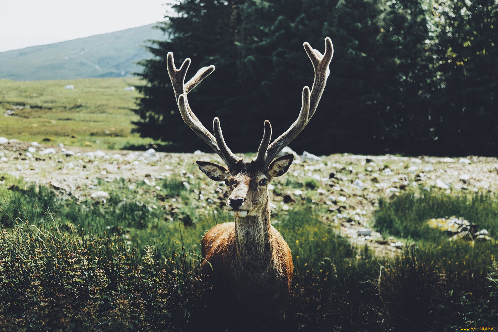 животные, олени, деревья, камни, трава