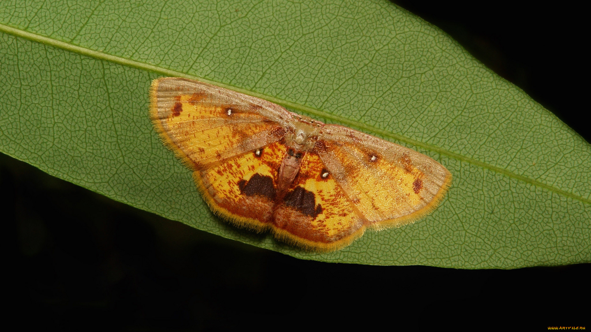 животные, бабочки, , мотыльки, , моли, макро