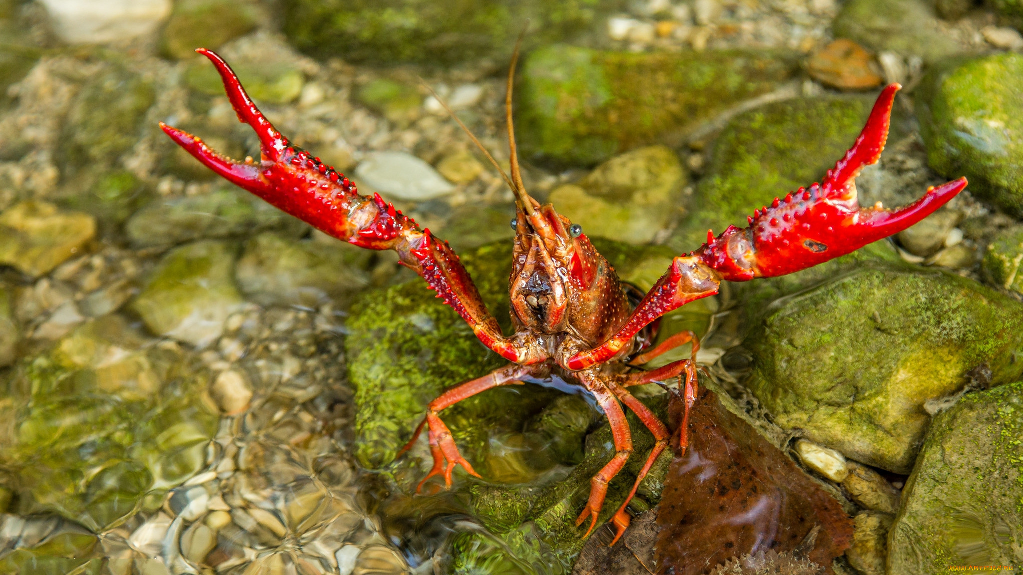 животные, крабы, , раки, клншни