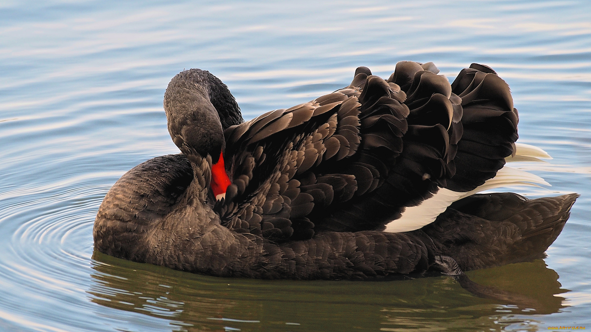 животные, лебеди, птичка