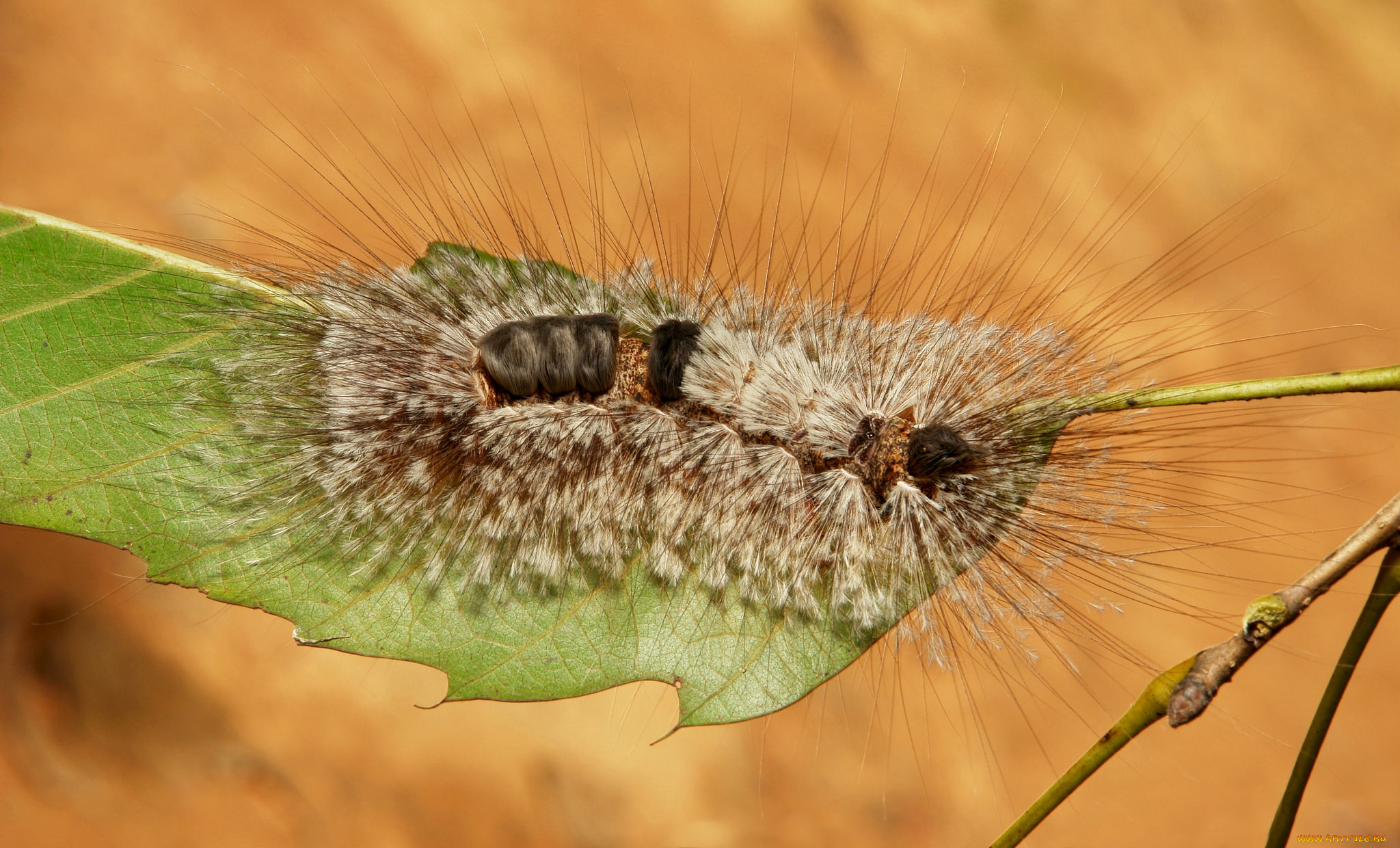 животные, гусеницы, гусеница