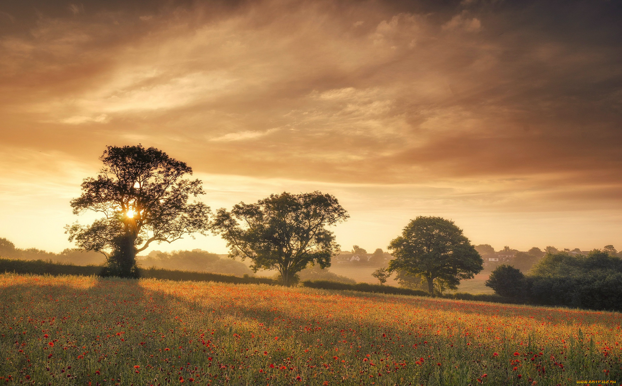 природа, восходы, закаты, лето, утро, маки, туман