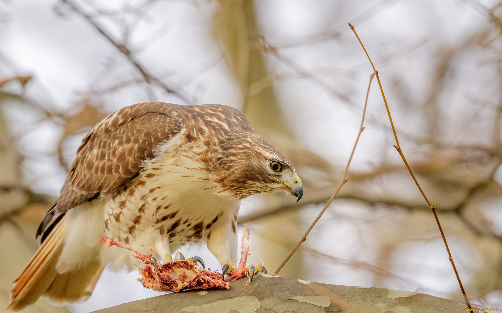 животные, птицы, -, хищники, птичка