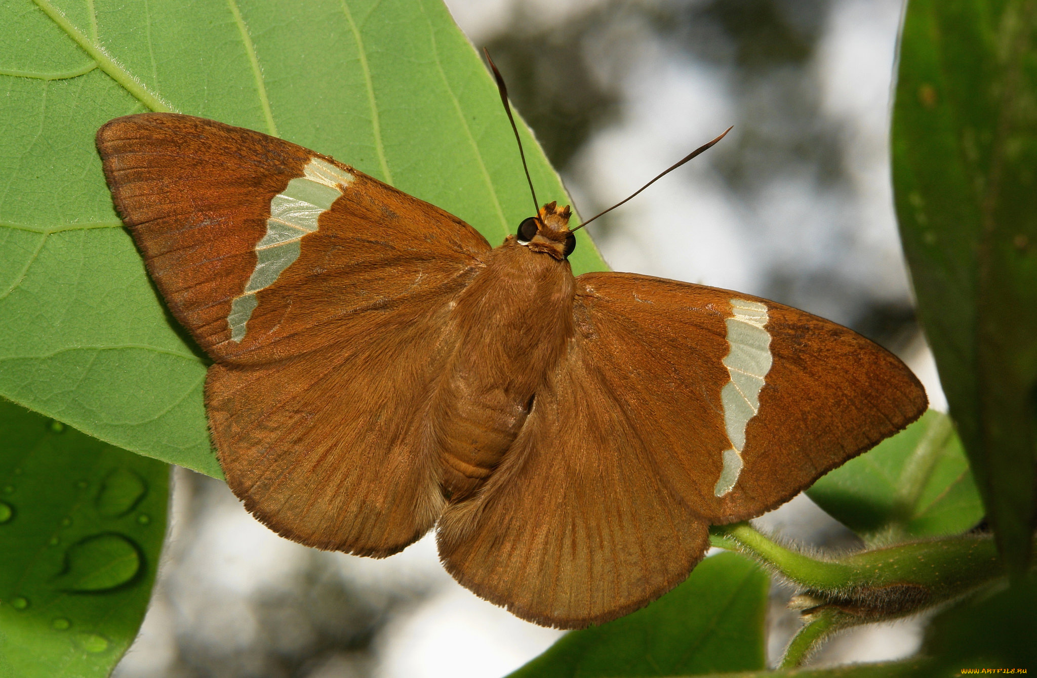 животные, бабочки, , мотыльки, , моли, бабочка