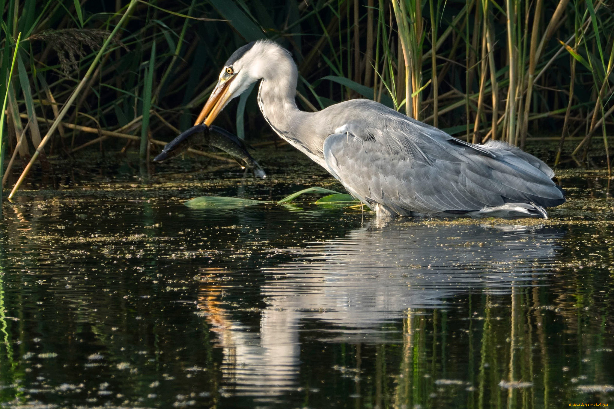 животные, цапли, , выпи, птичка