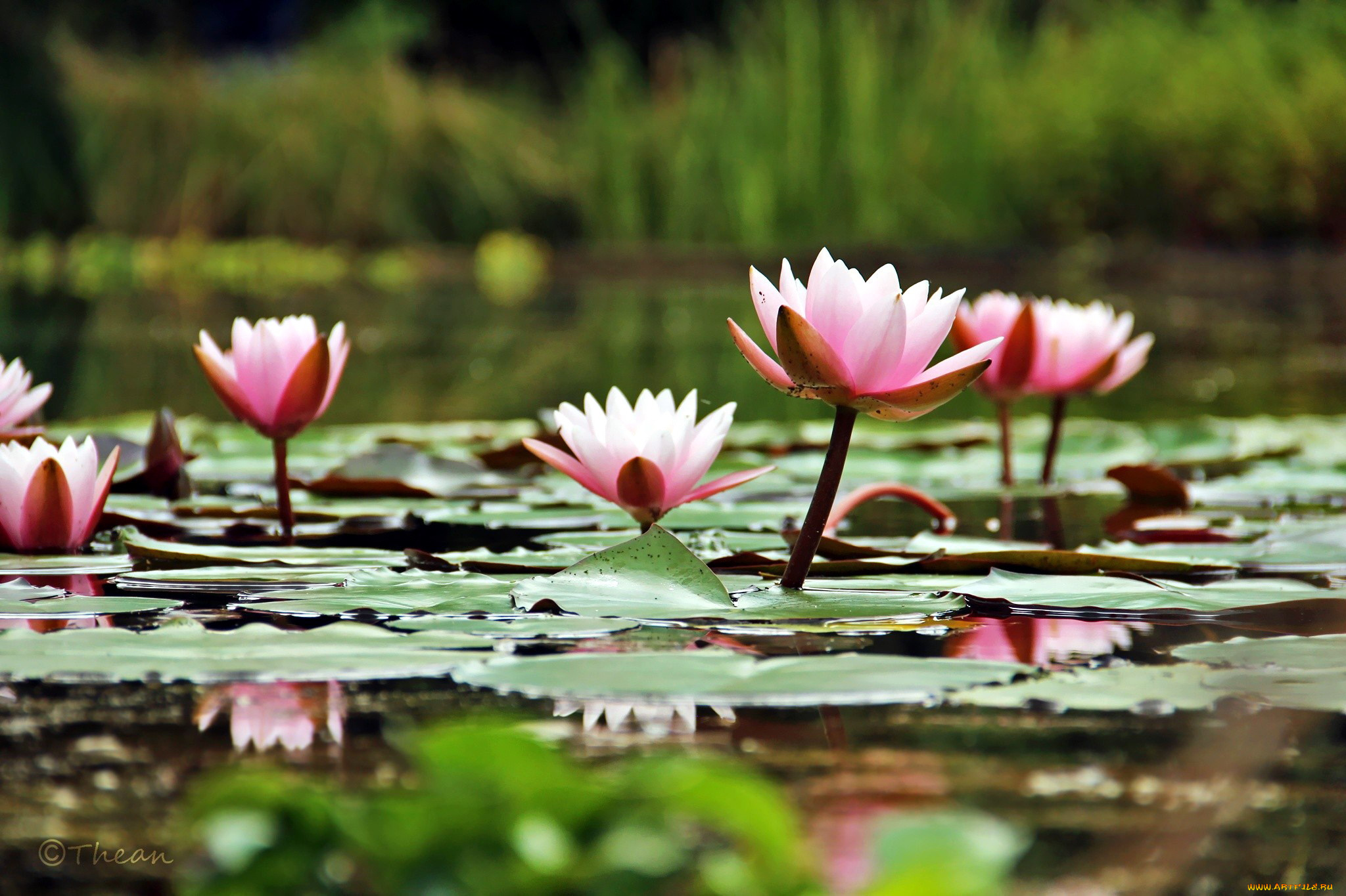цветы, лилии, водяные, , нимфеи, , кувшинки, розовый