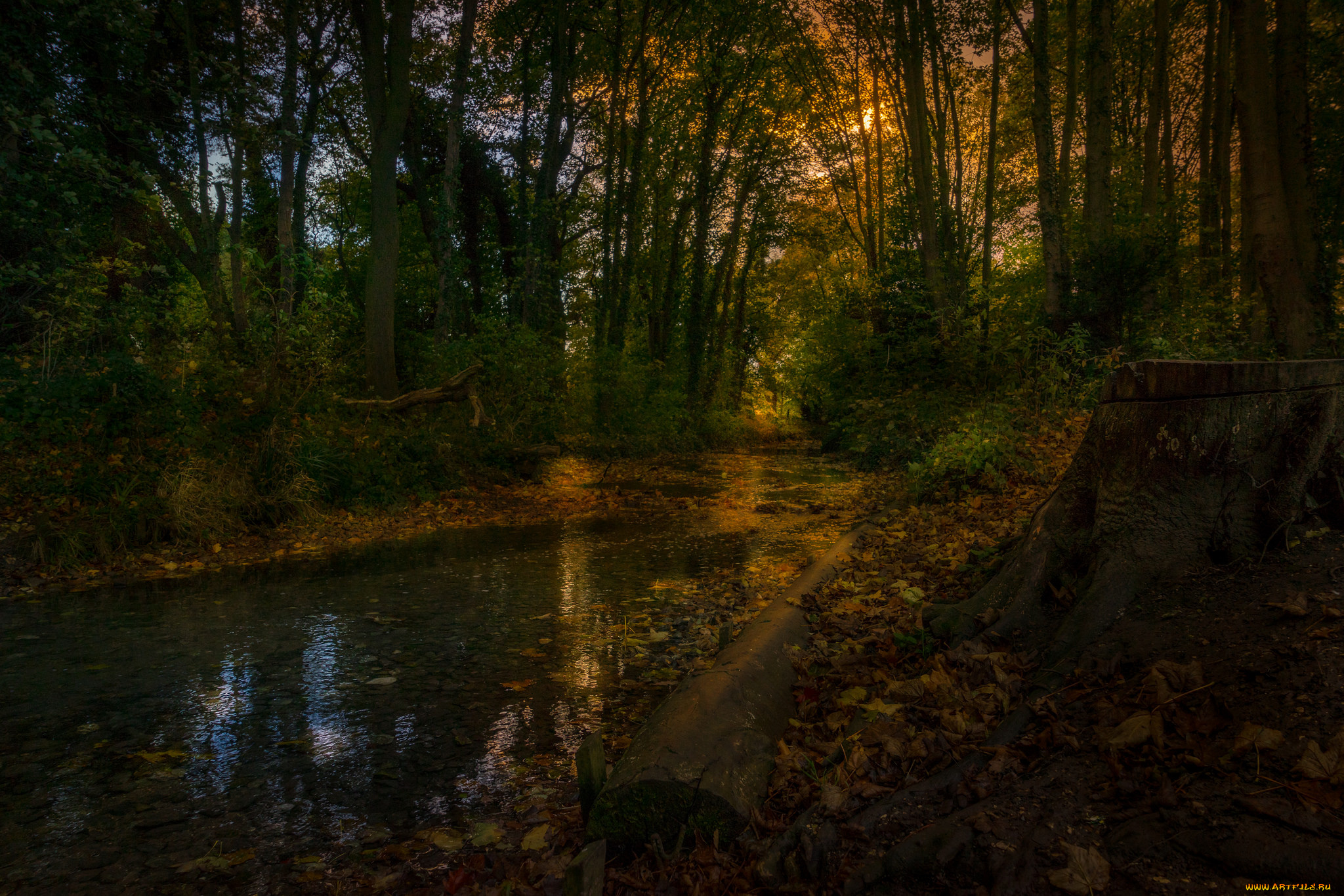 природа, реки, озера, река, лес