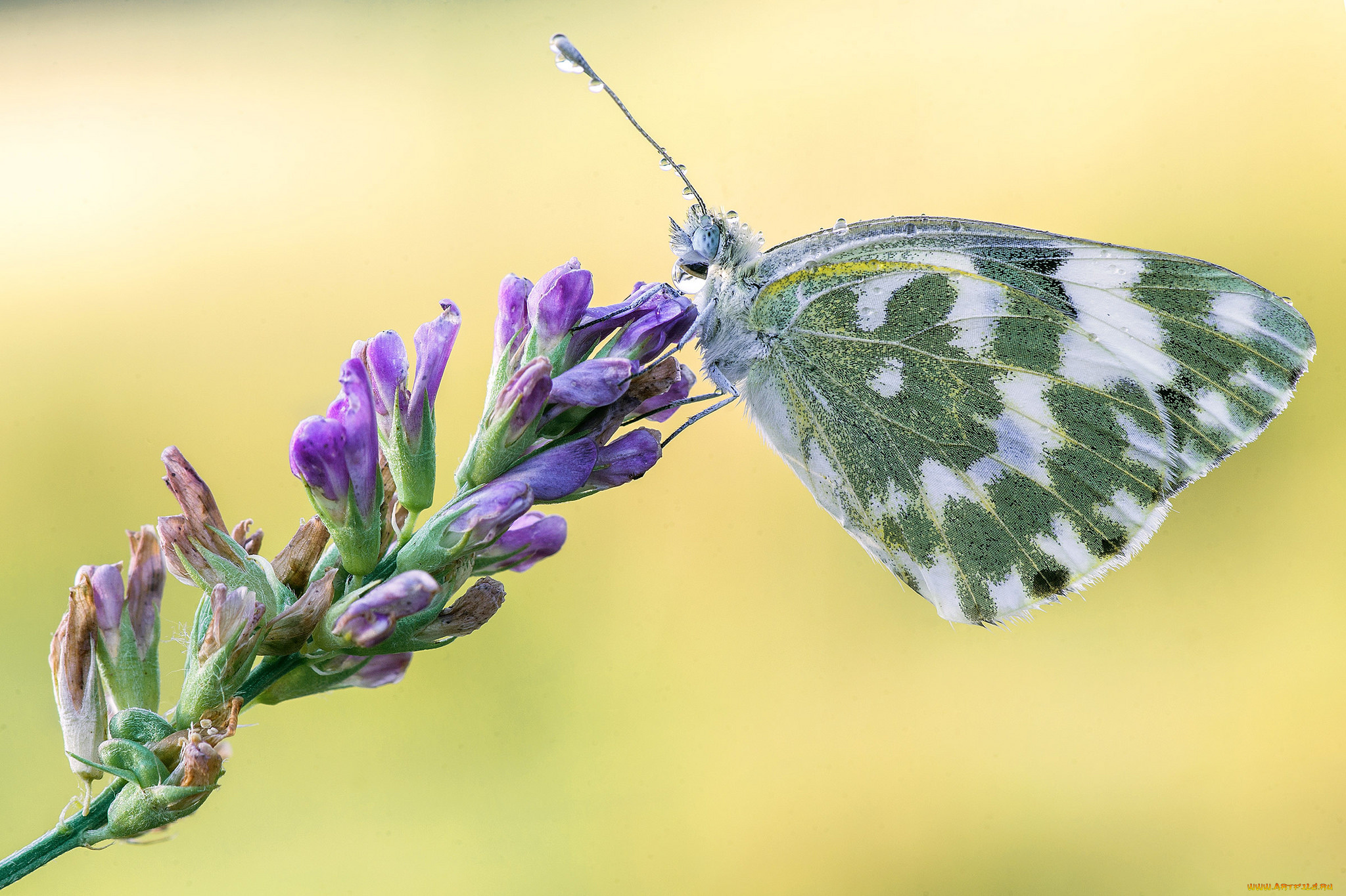 животные, бабочки, , мотыльки, , моли, бабочка