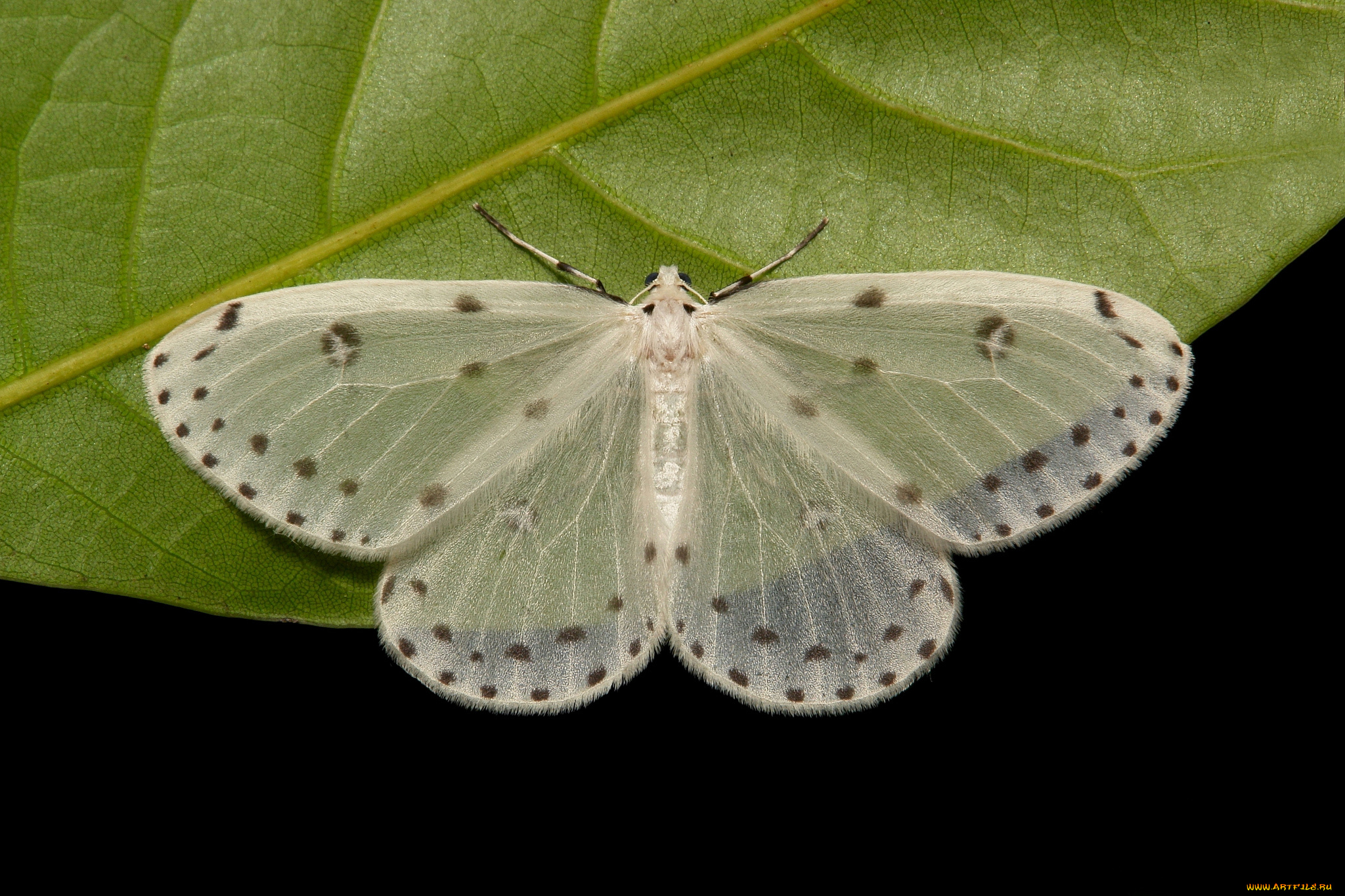 животные, бабочки, , мотыльки, , моли, бабочка