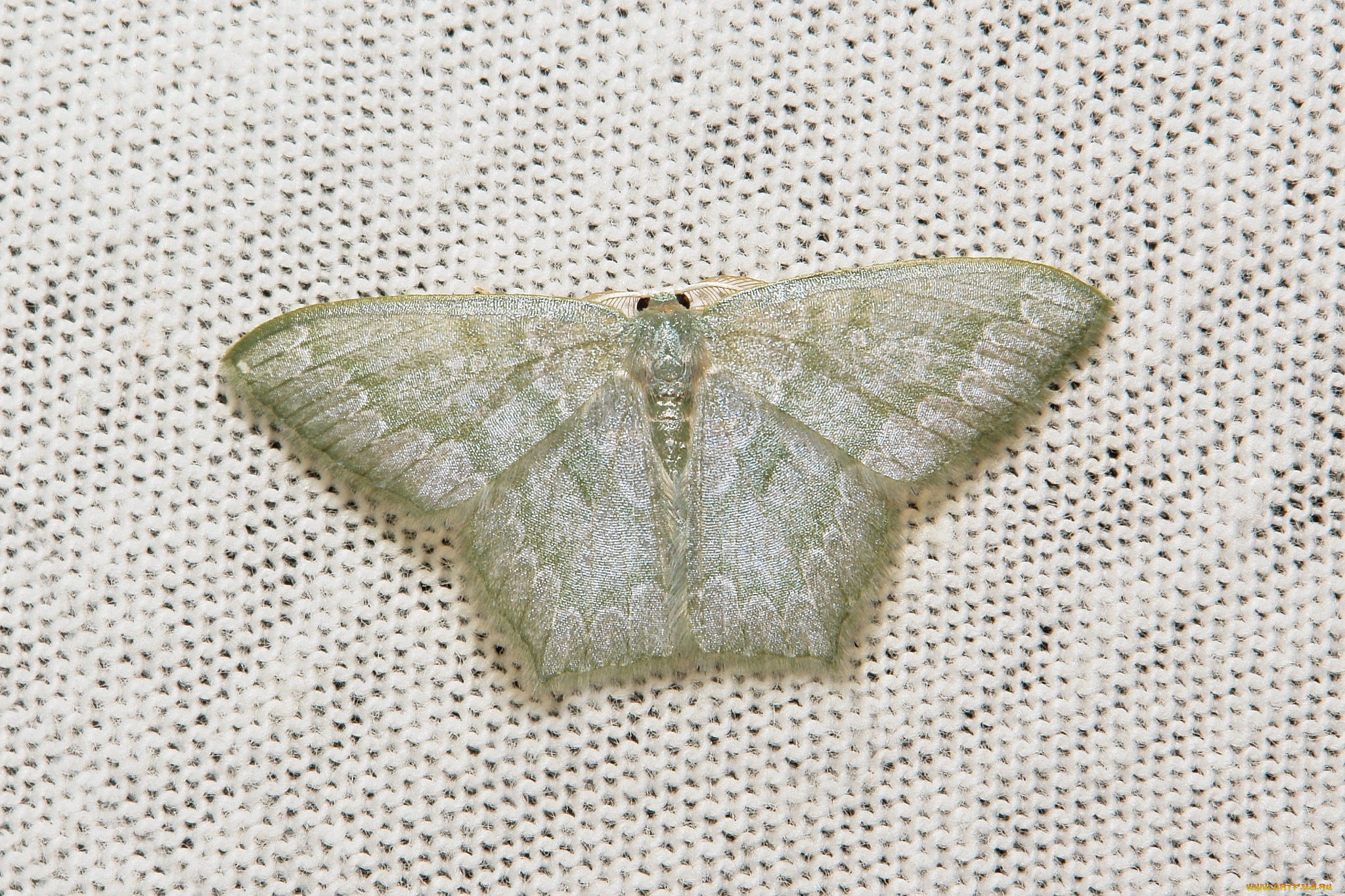 животные, бабочки, , мотыльки, , моли, моль