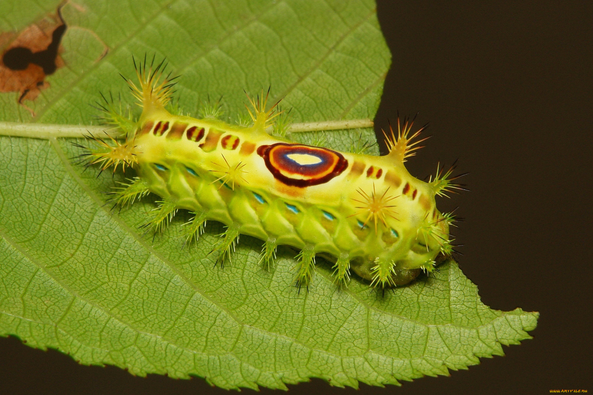 животные, гусеницы, гусеница
