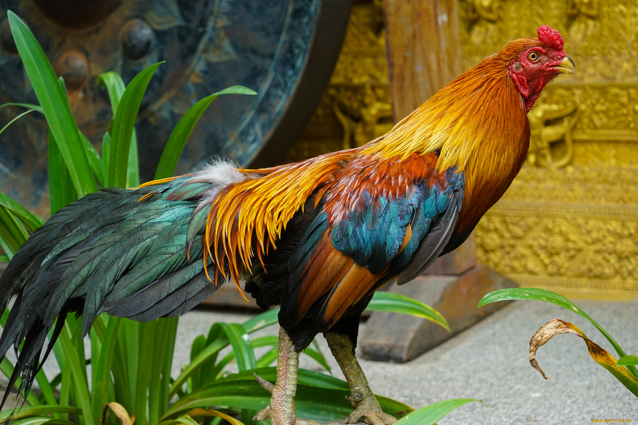 животные, куры, , петухи, птичка