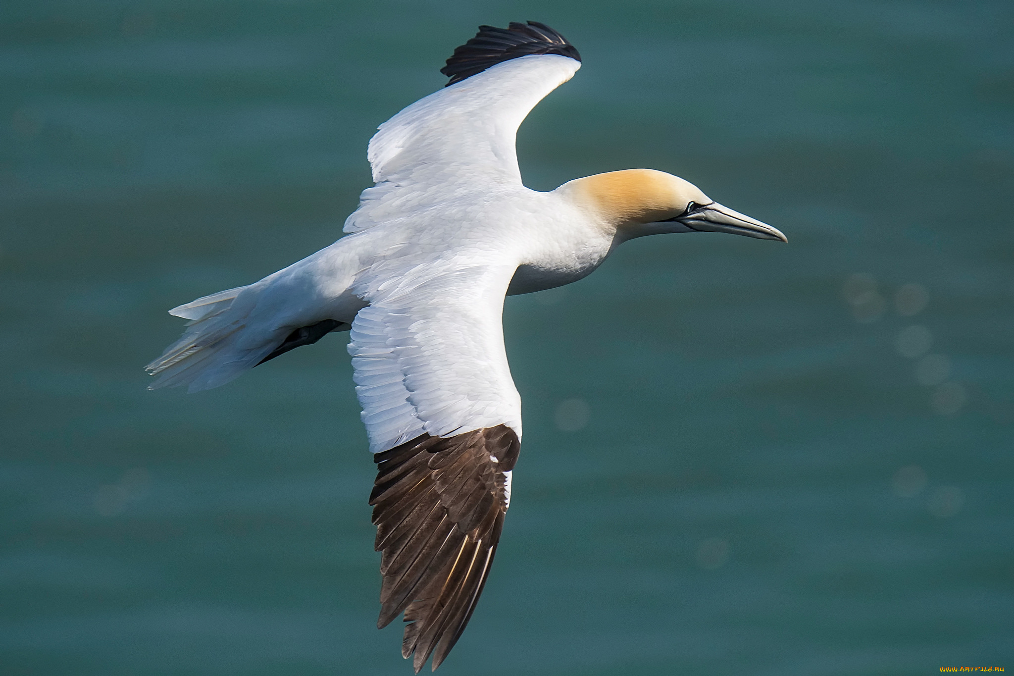 животные, олуши, птичка