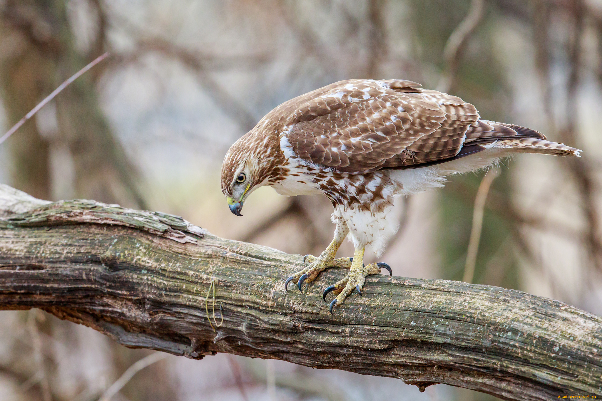 животные, птицы, -, хищники, птичка
