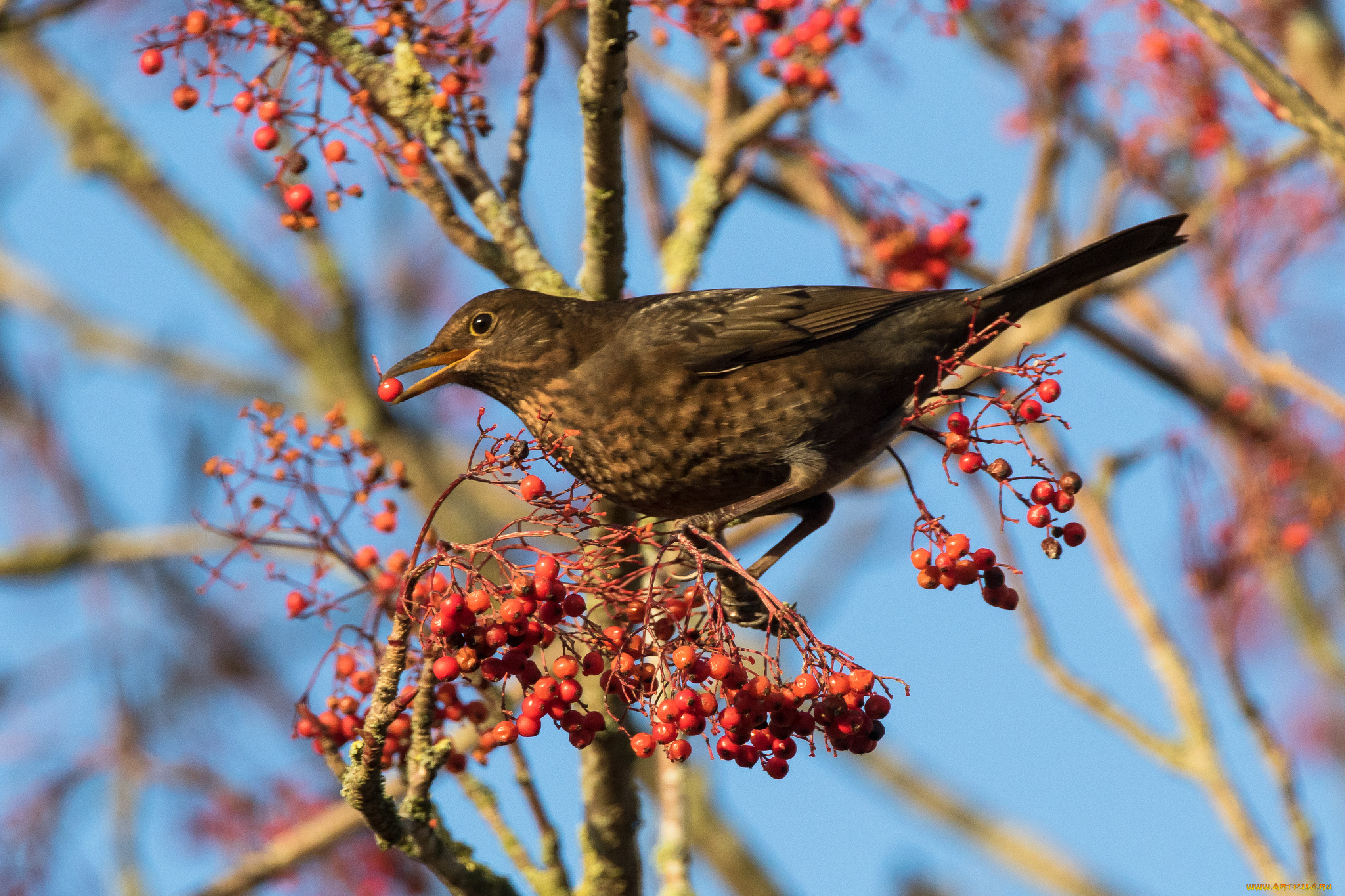животные, птицы, птичка