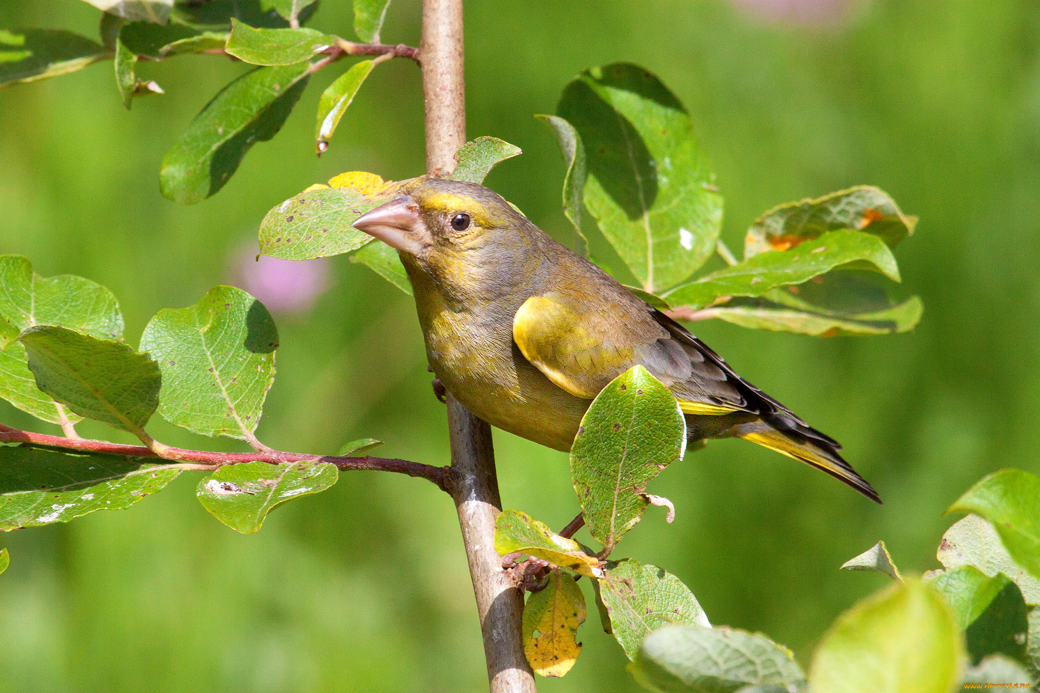 животные, птицы, птичка