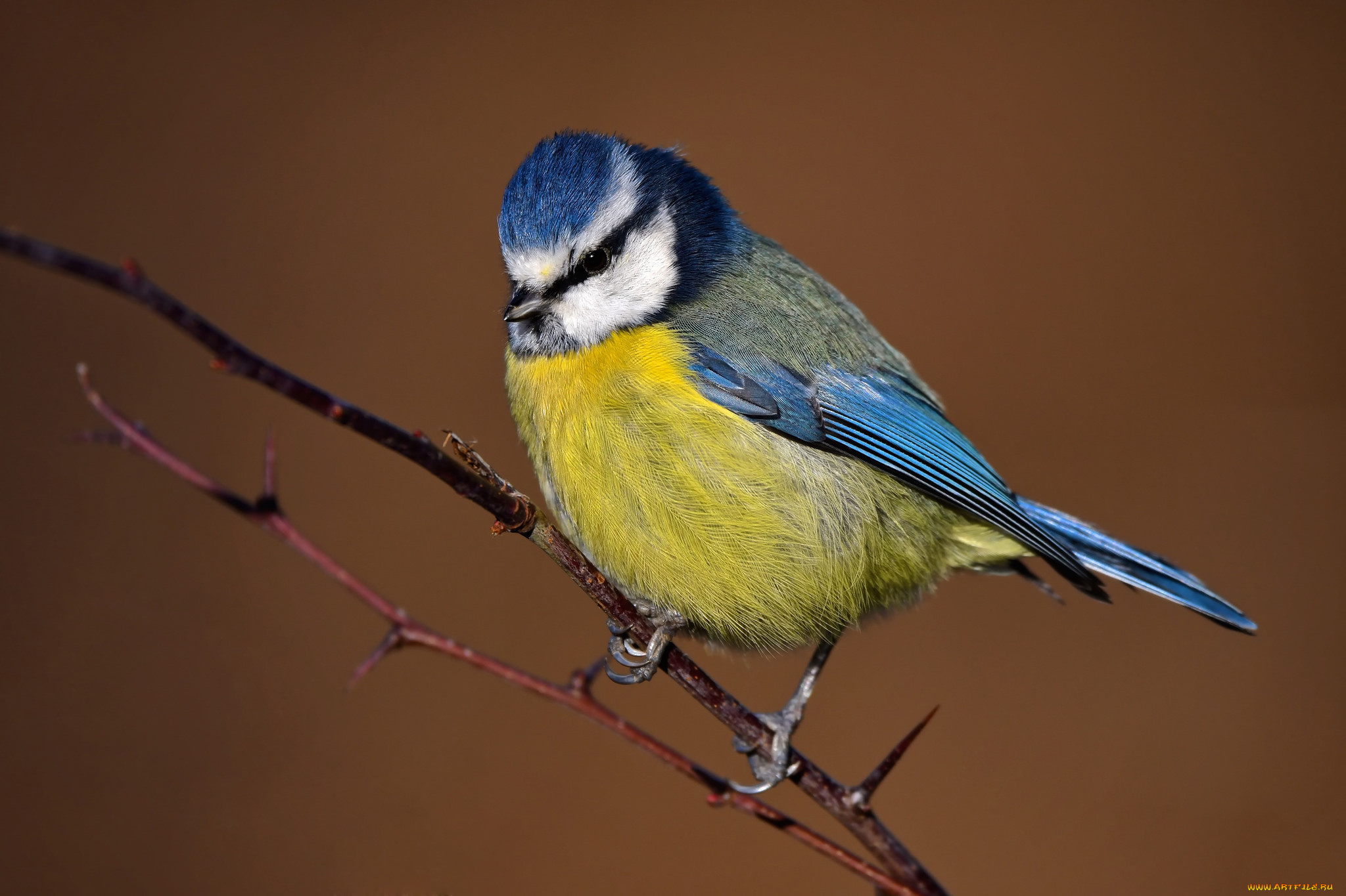 животные, синицы, , лазоревки, птичка