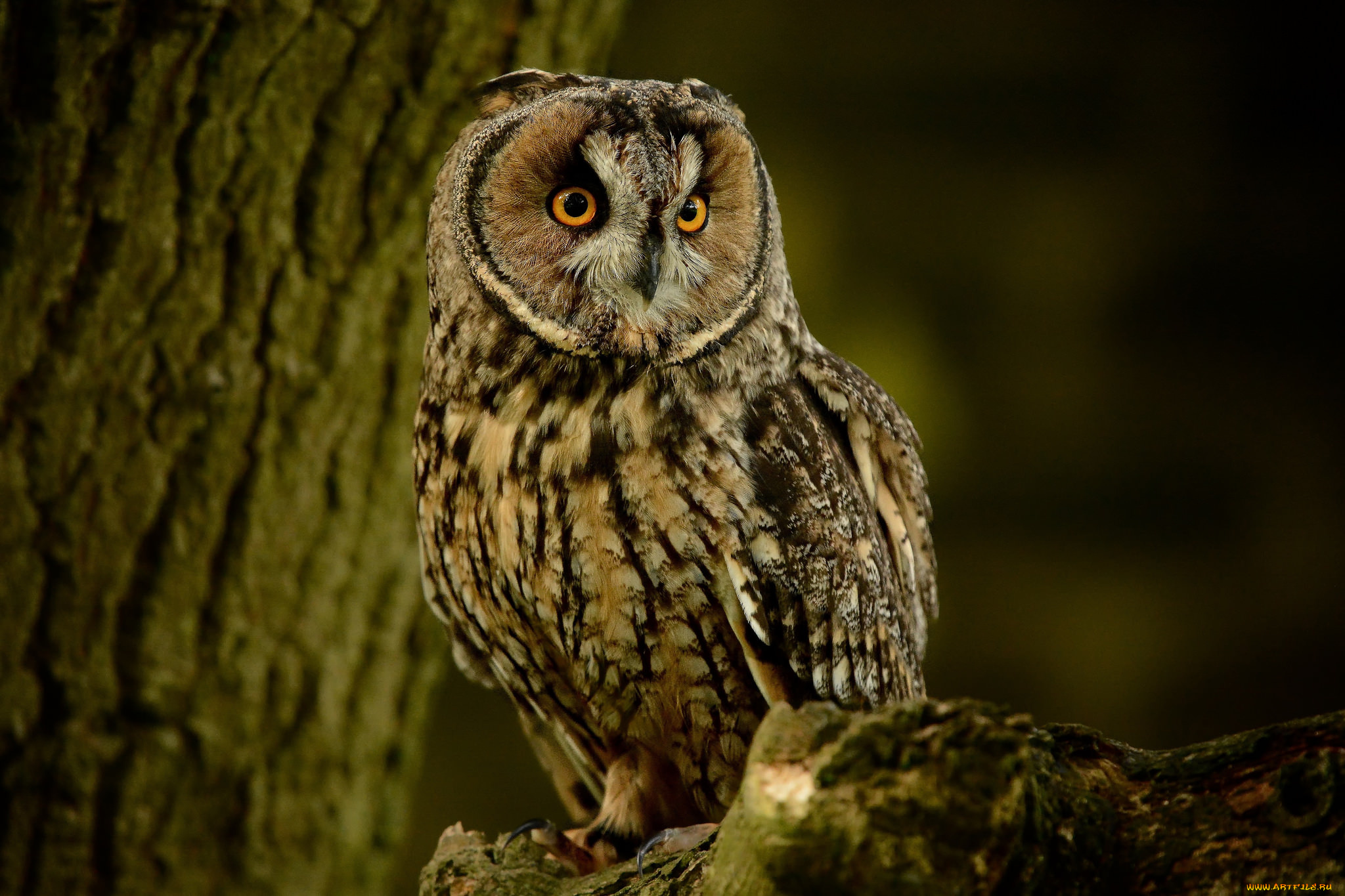 животные, совы, птичка