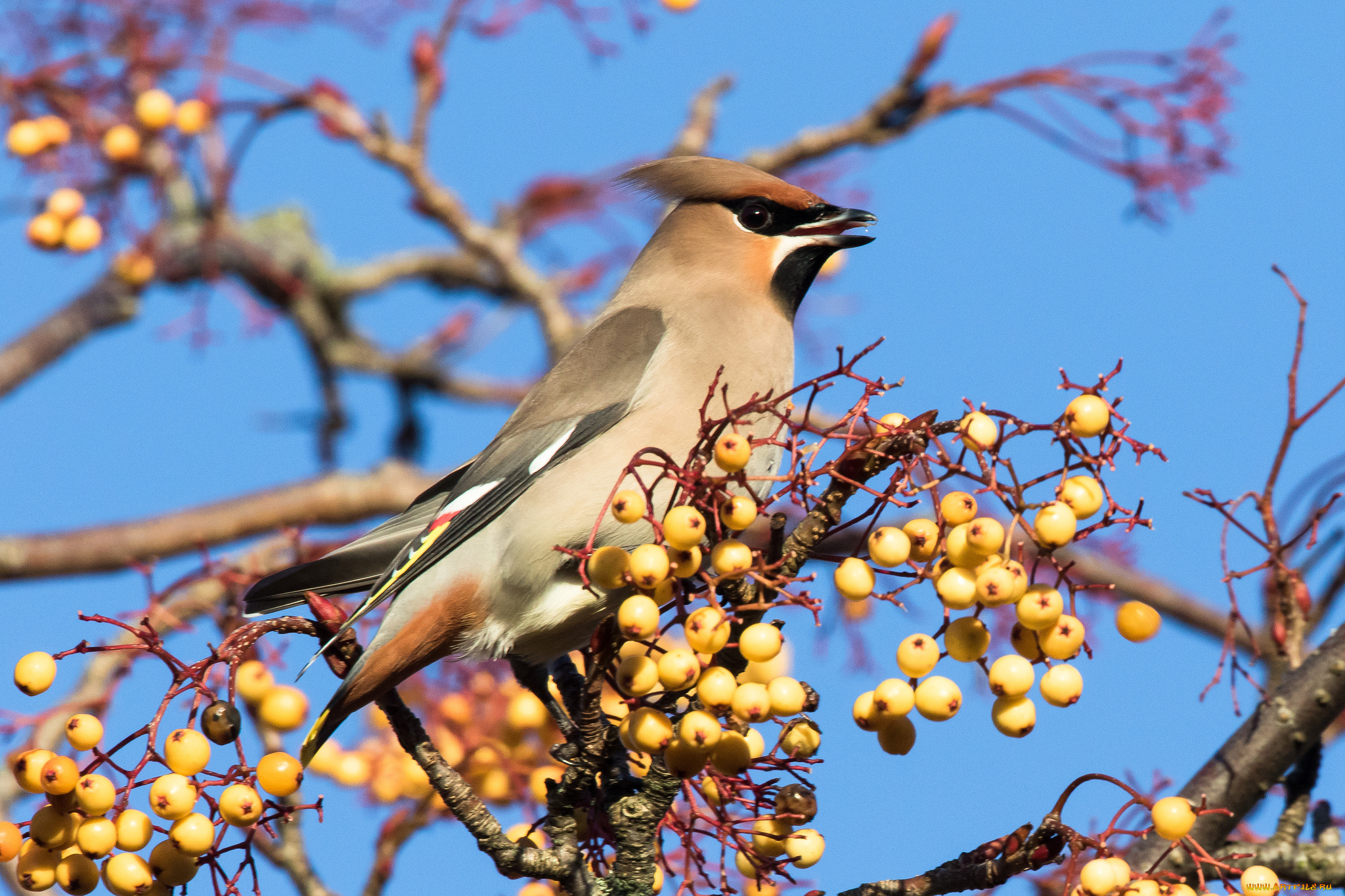 животные, свиристели, птичка
