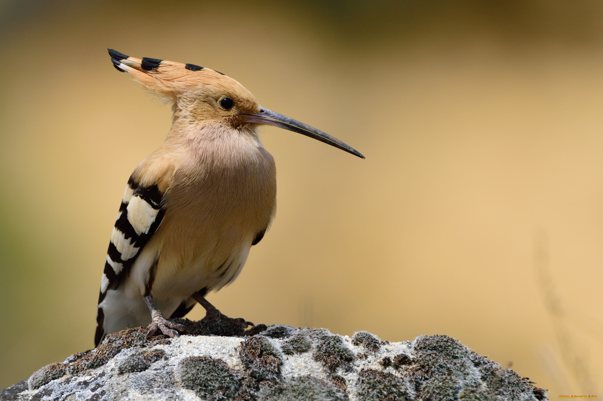 животные, удоды, птичка