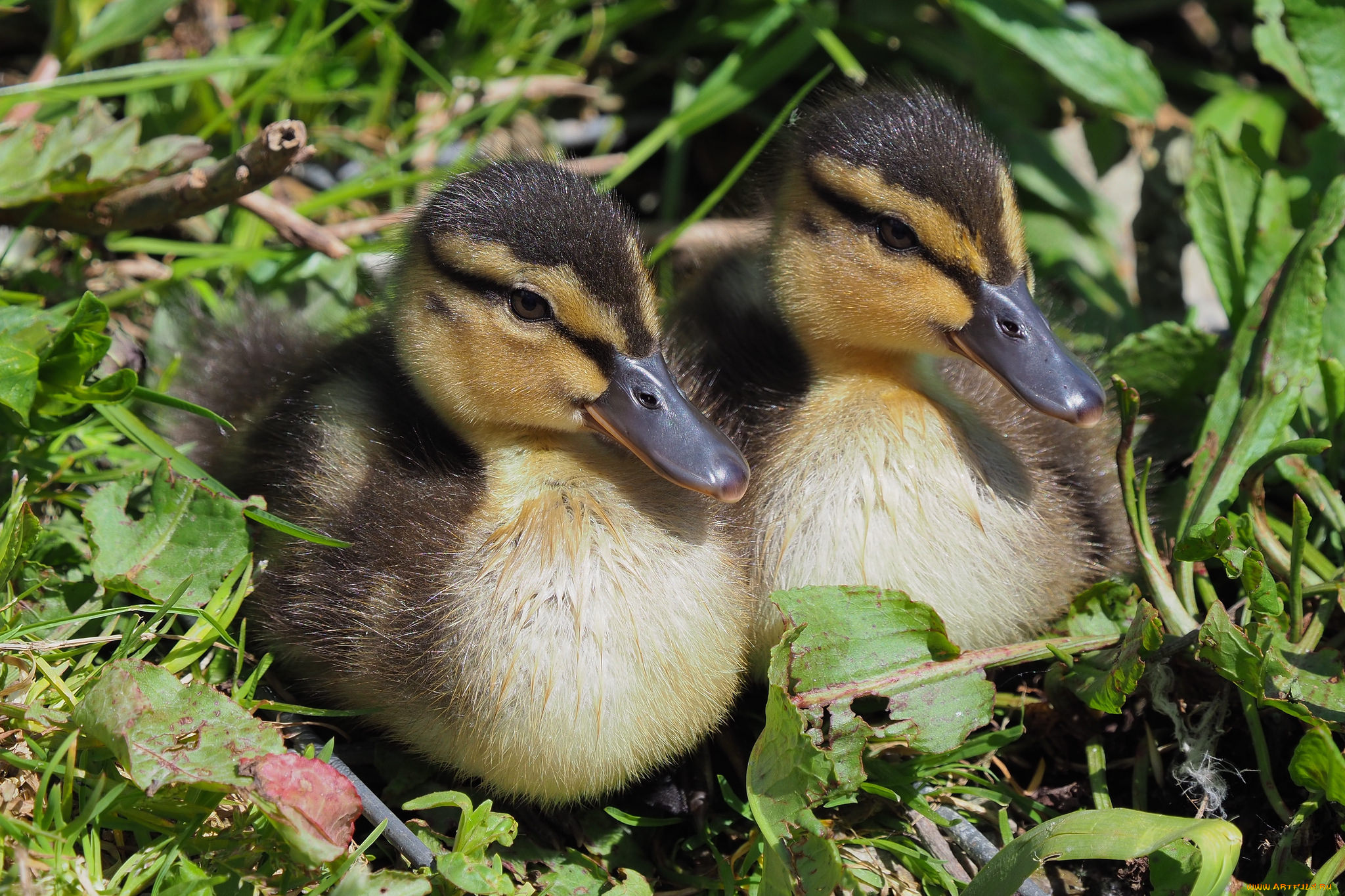 животные, утки, птичка