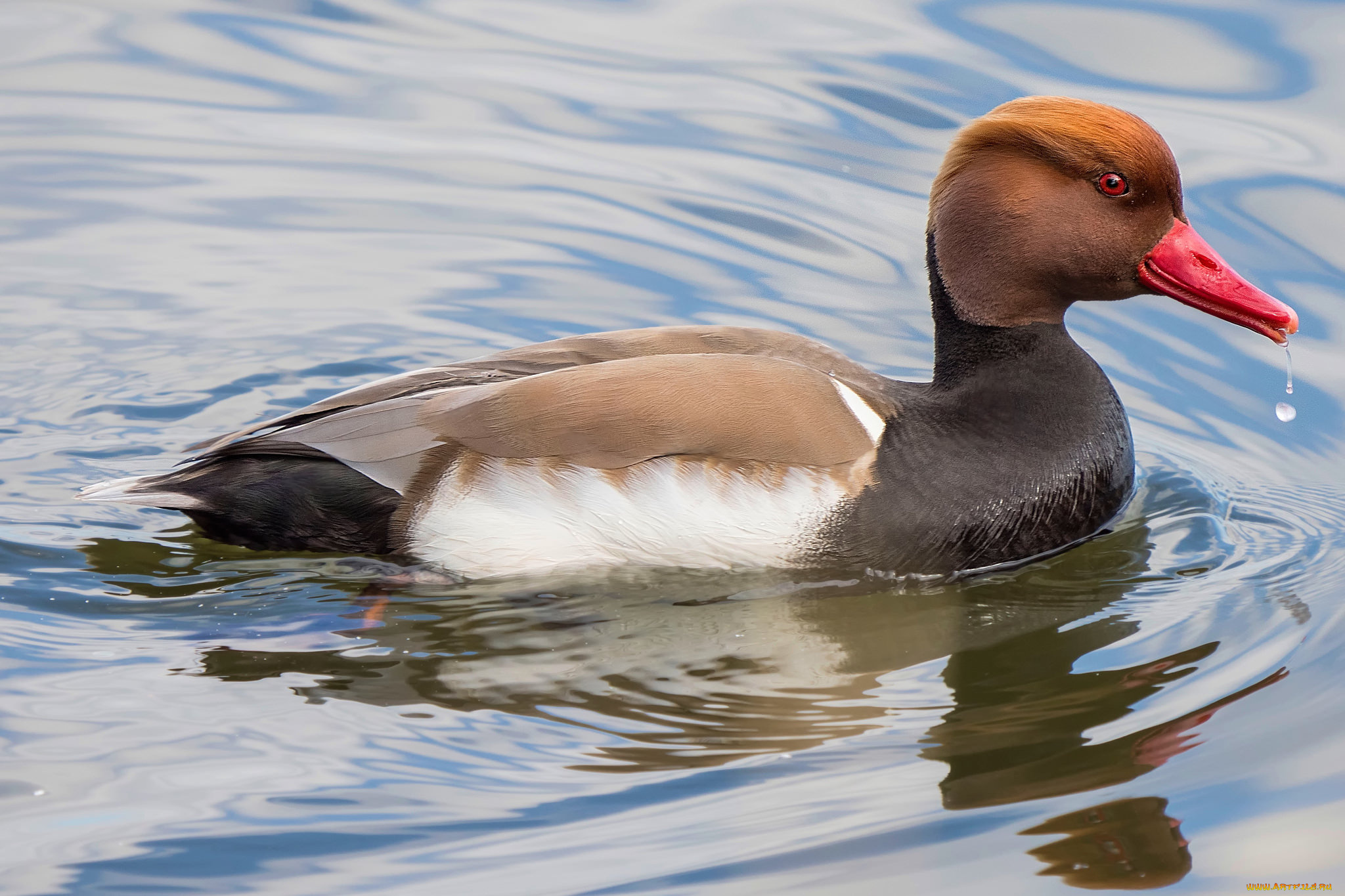 животные, утки, птичка