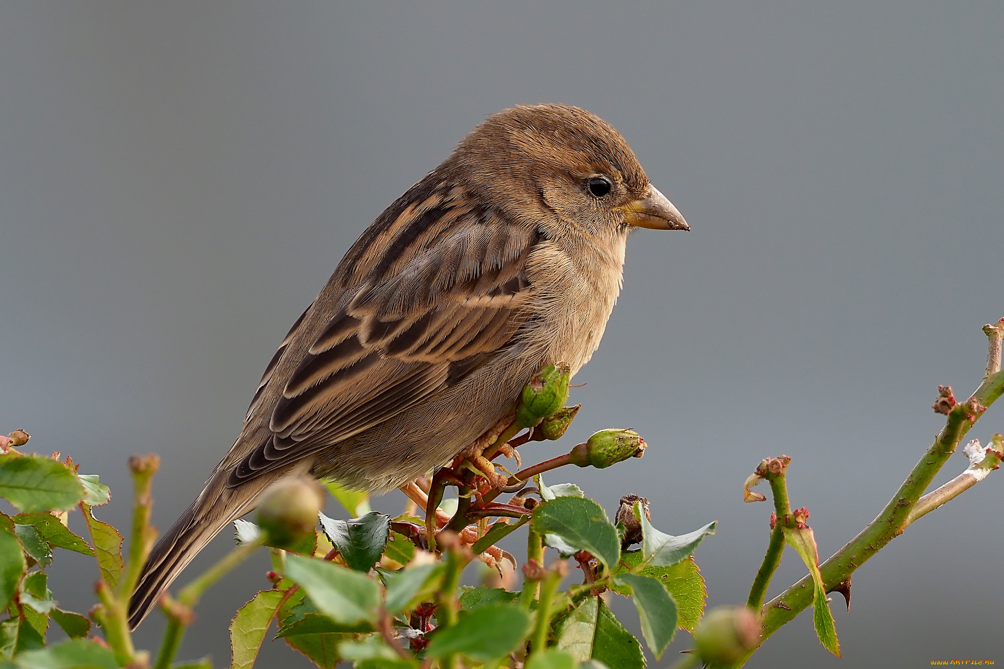 животные, воробьи, птичка