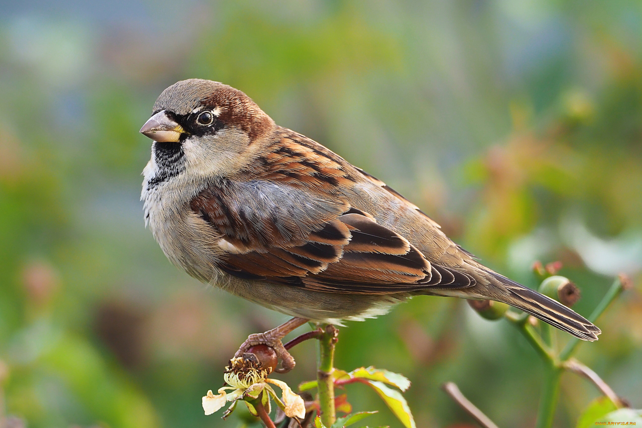 животные, воробьи, птичка