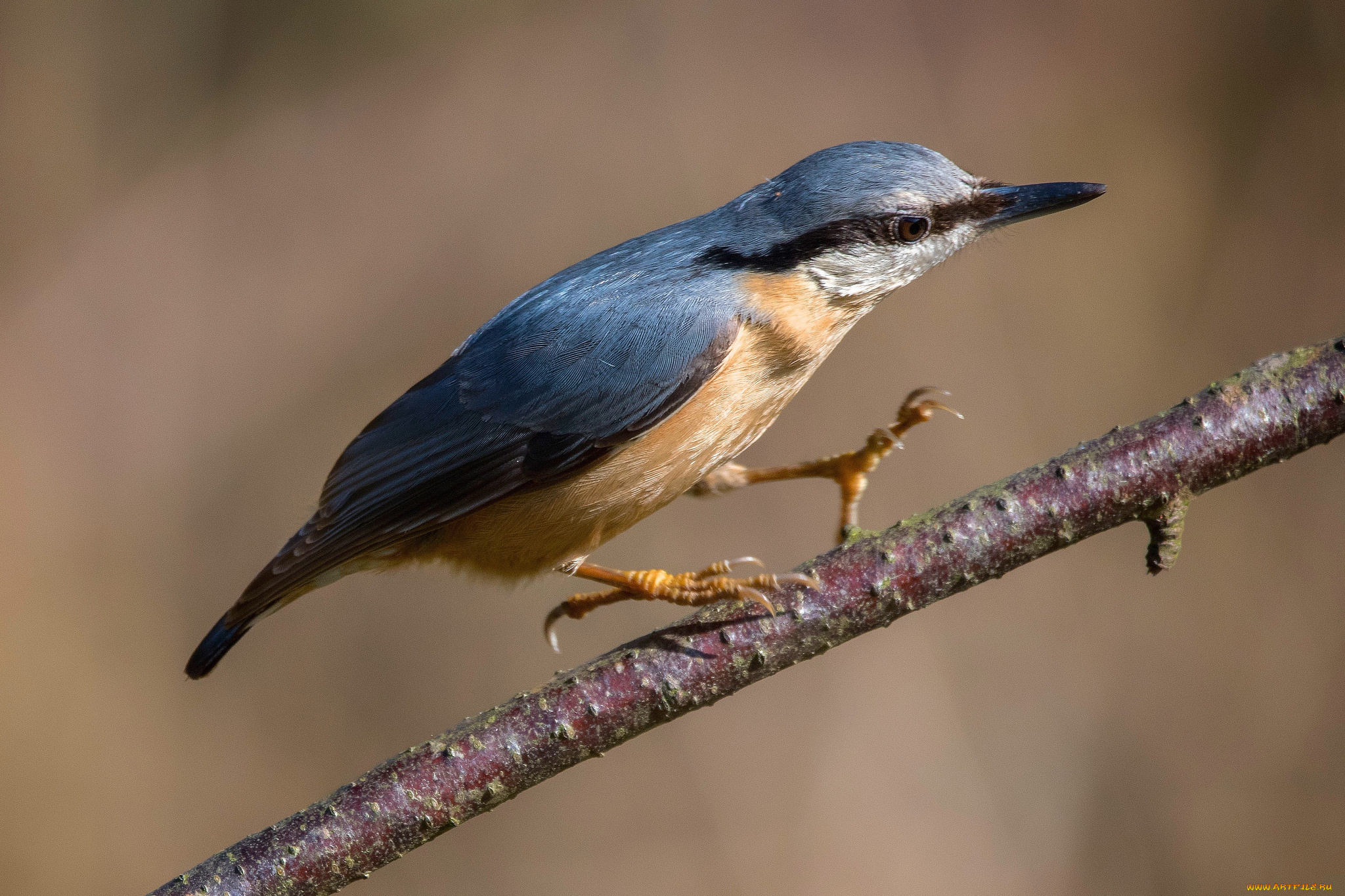 животные, зимородки, птичка