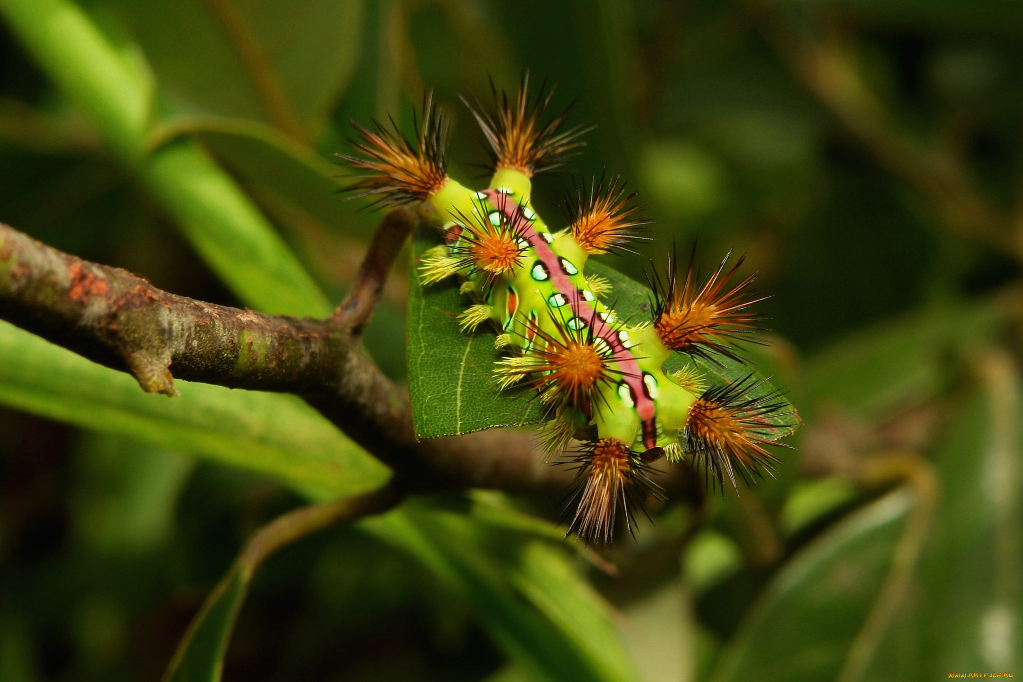 животные, гусеницы, гусеница