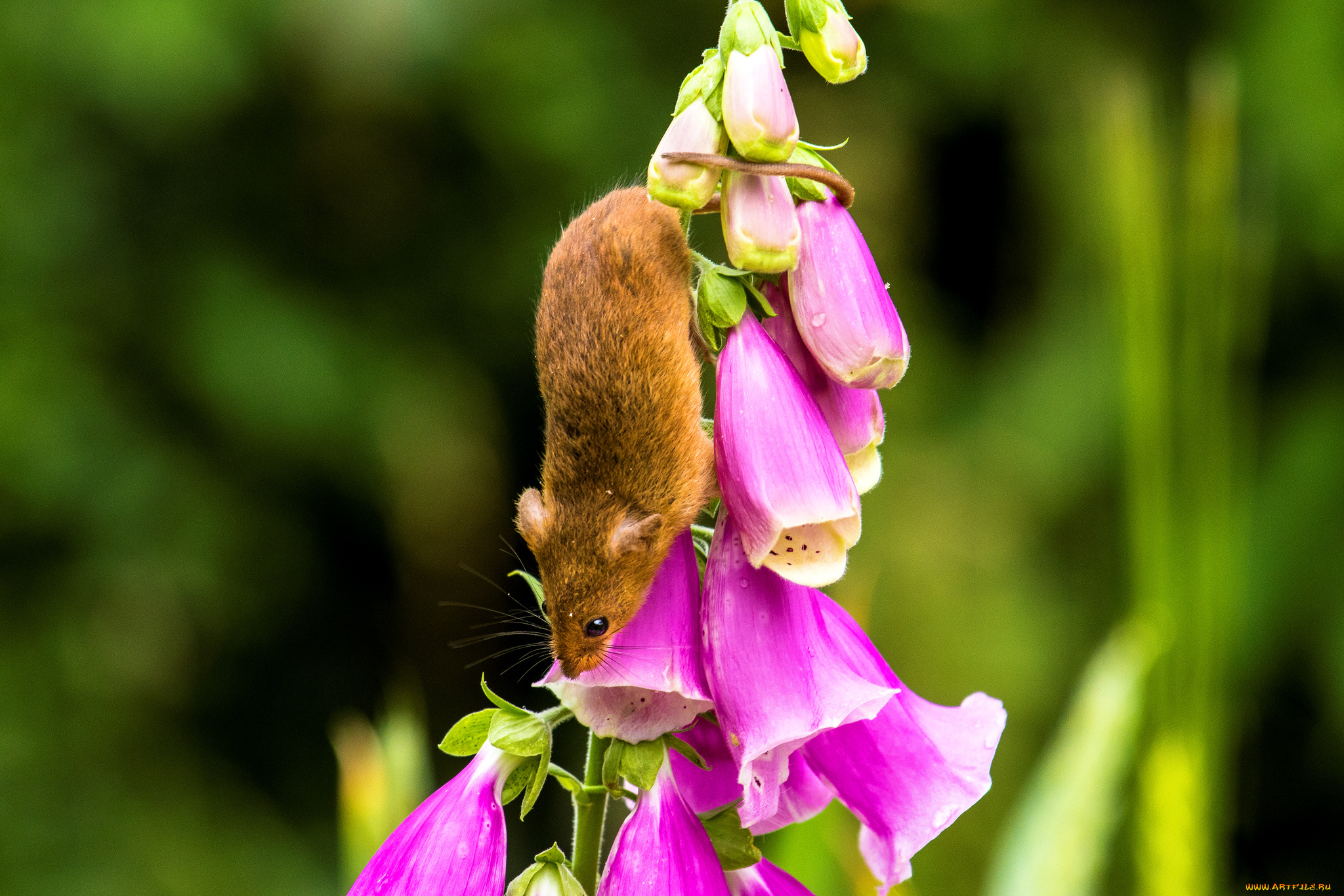 животные, крысы, , мыши, мышка