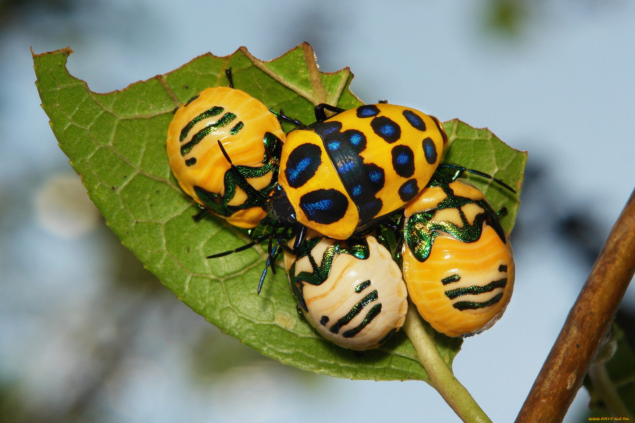 животные, насекомые, жуки