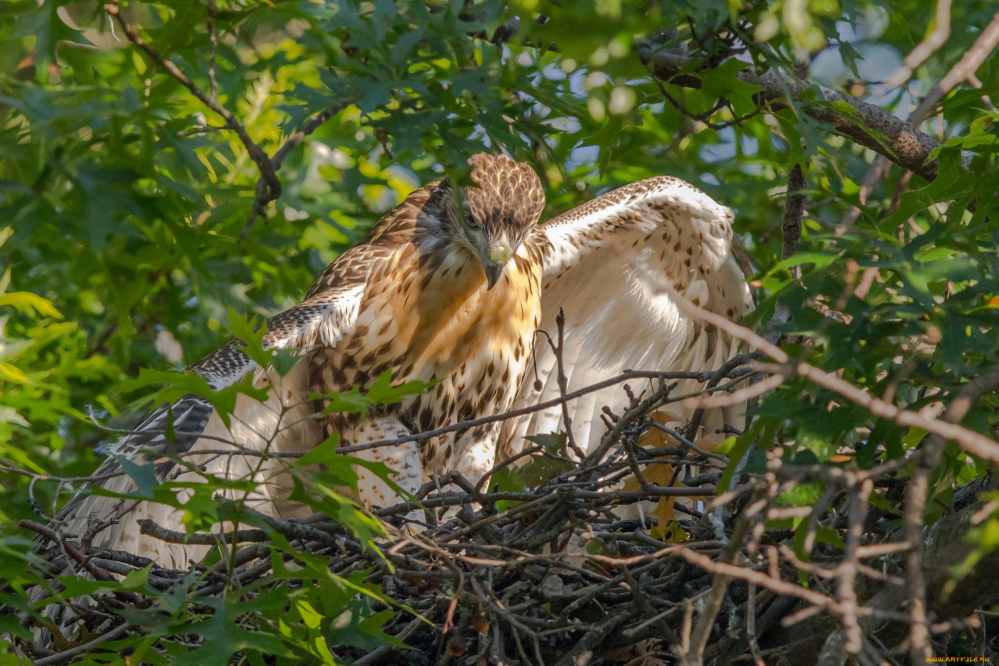 животные, птицы, -, хищники, птичка