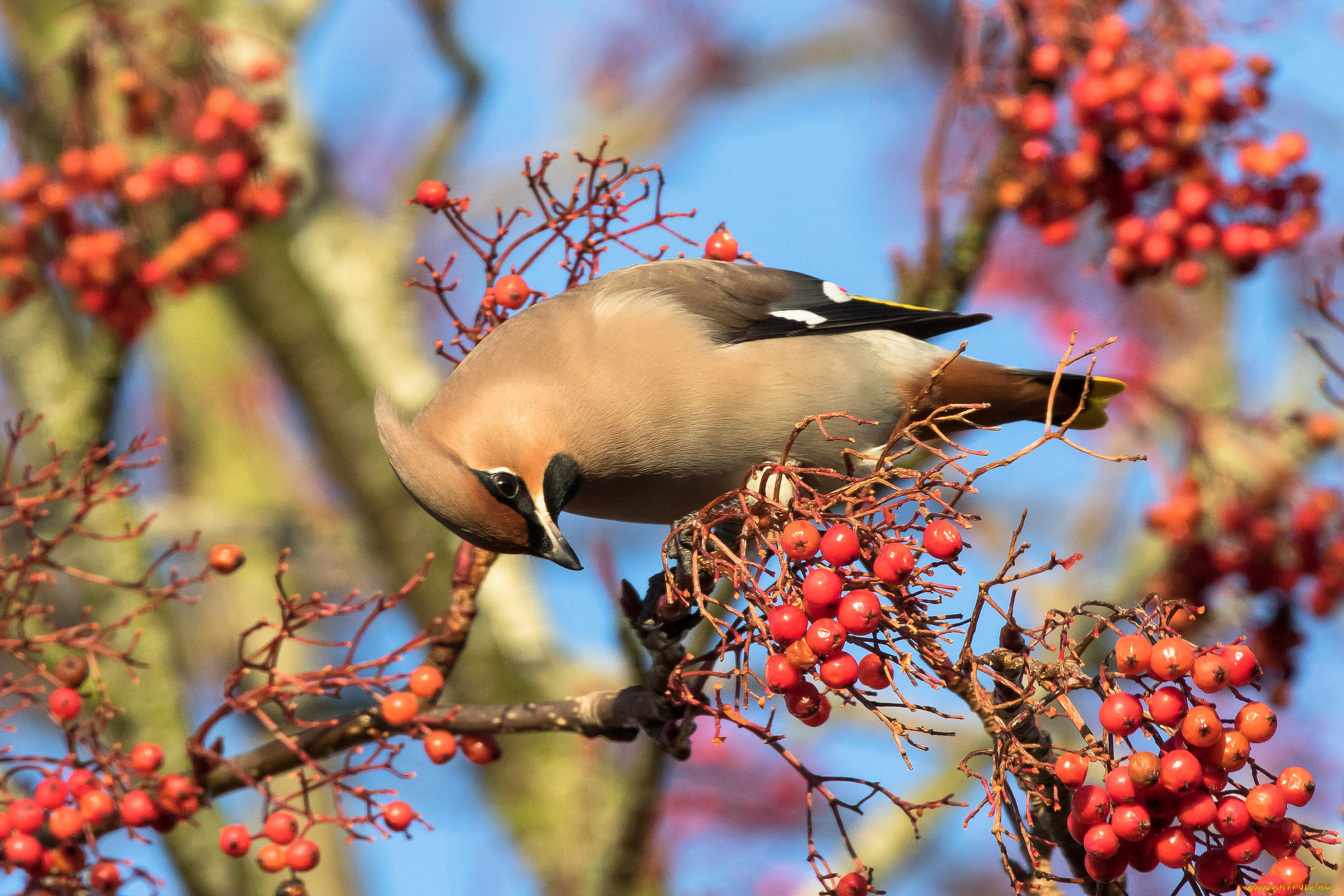 животные, свиристели, птичка