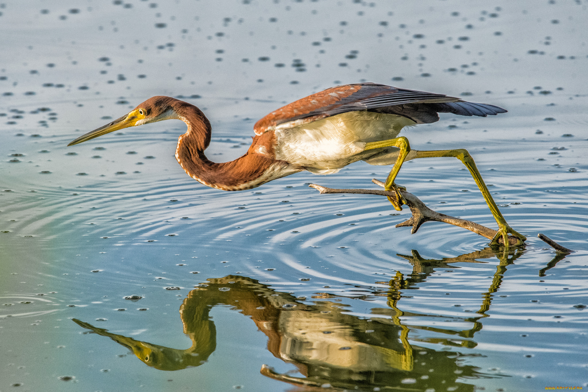 животные, цапли, , выпи, птичка