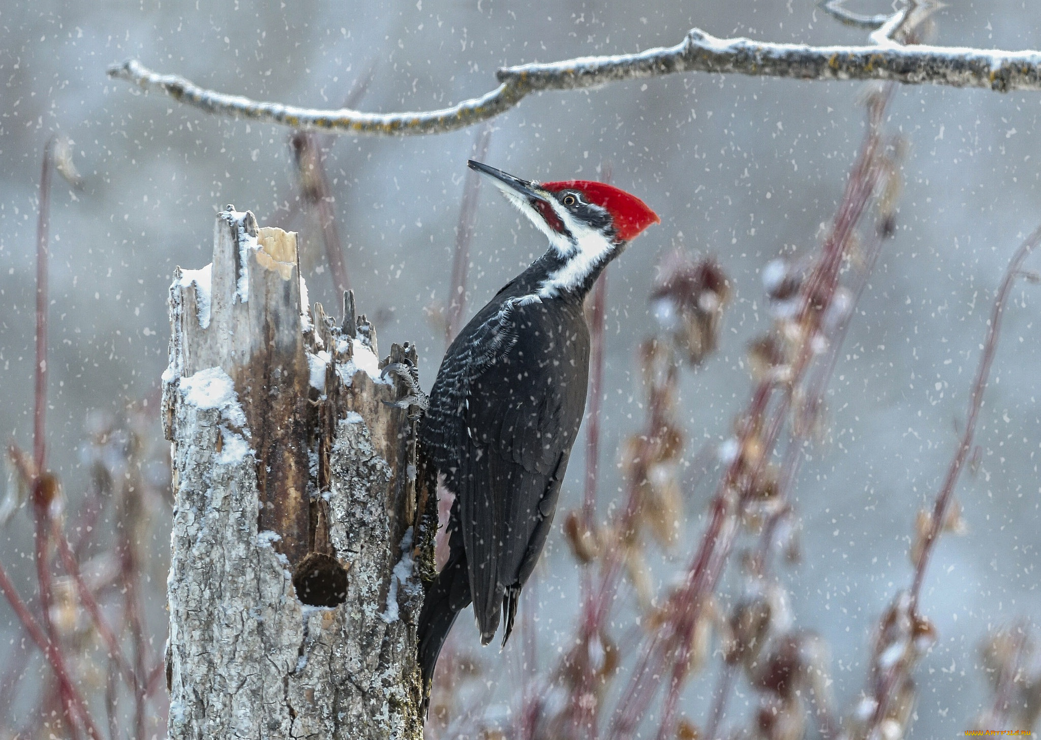 животные, дятлы, пень, птица, снег, ветка, дятел