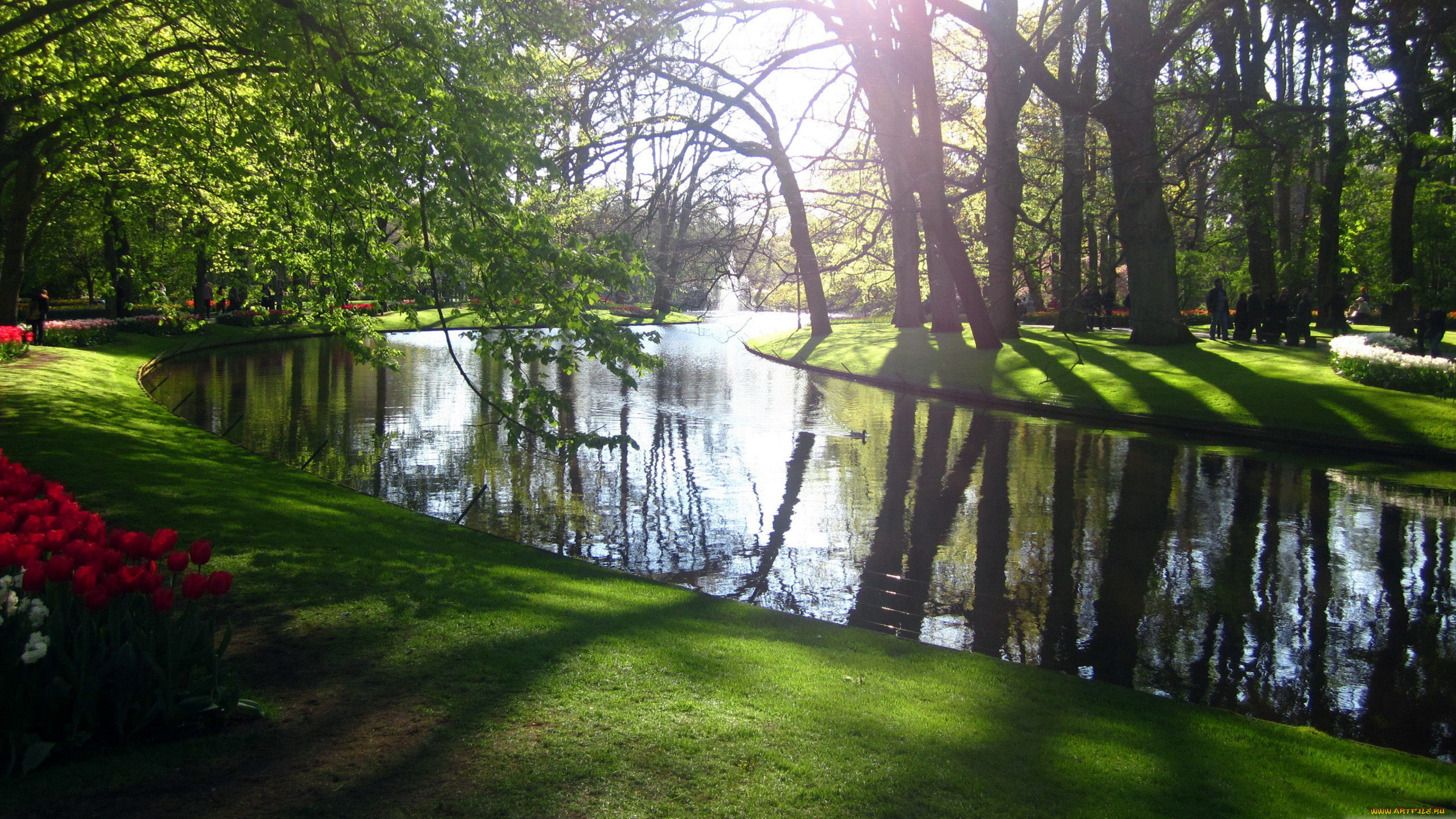природа, парк, отражение, клумбы, тюльпаны, весна, водоем