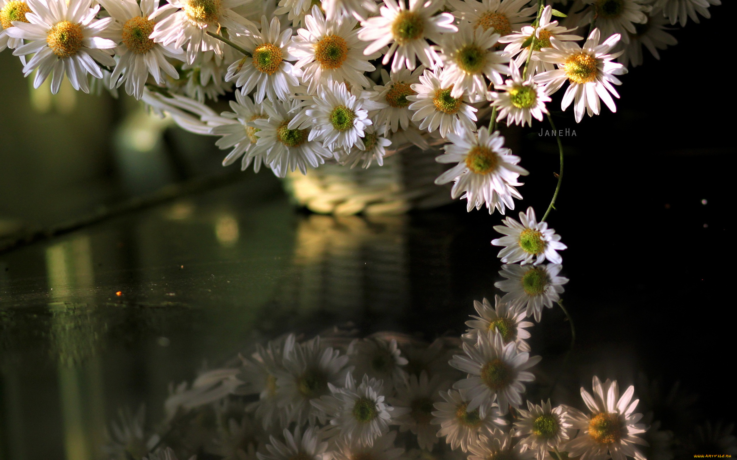 цветы, ромашки, отрожение