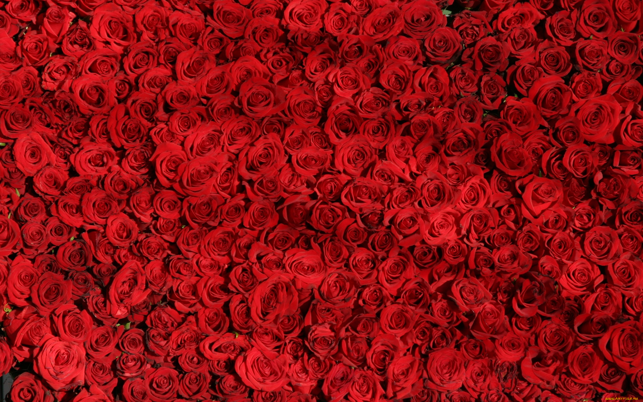 цветы, розы, много