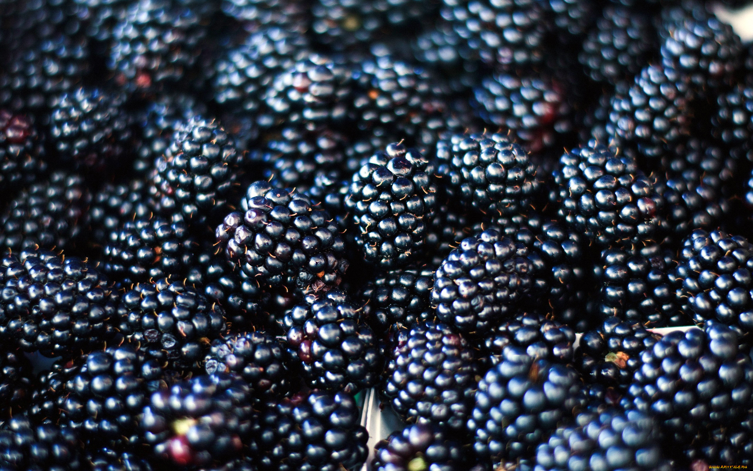 еда, ежевика, макро, ягоды, много