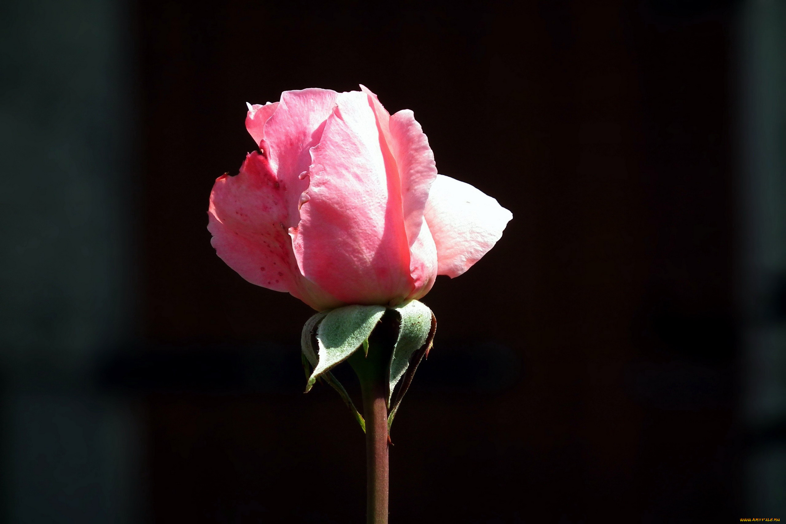 цветы, розы, розовый, бутон