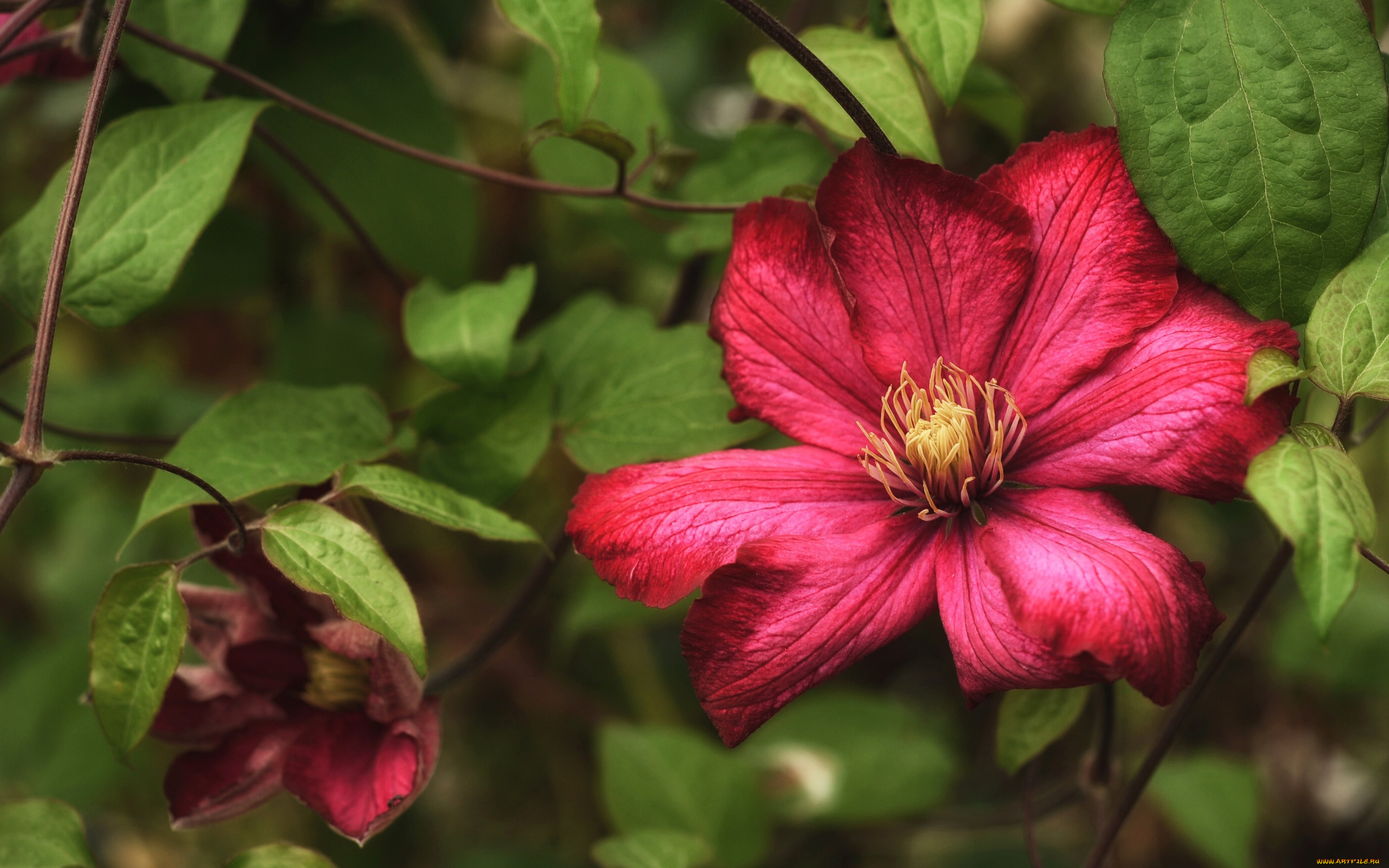 цветы, клематис, , ломонос, листья, цветок, клематис, растение