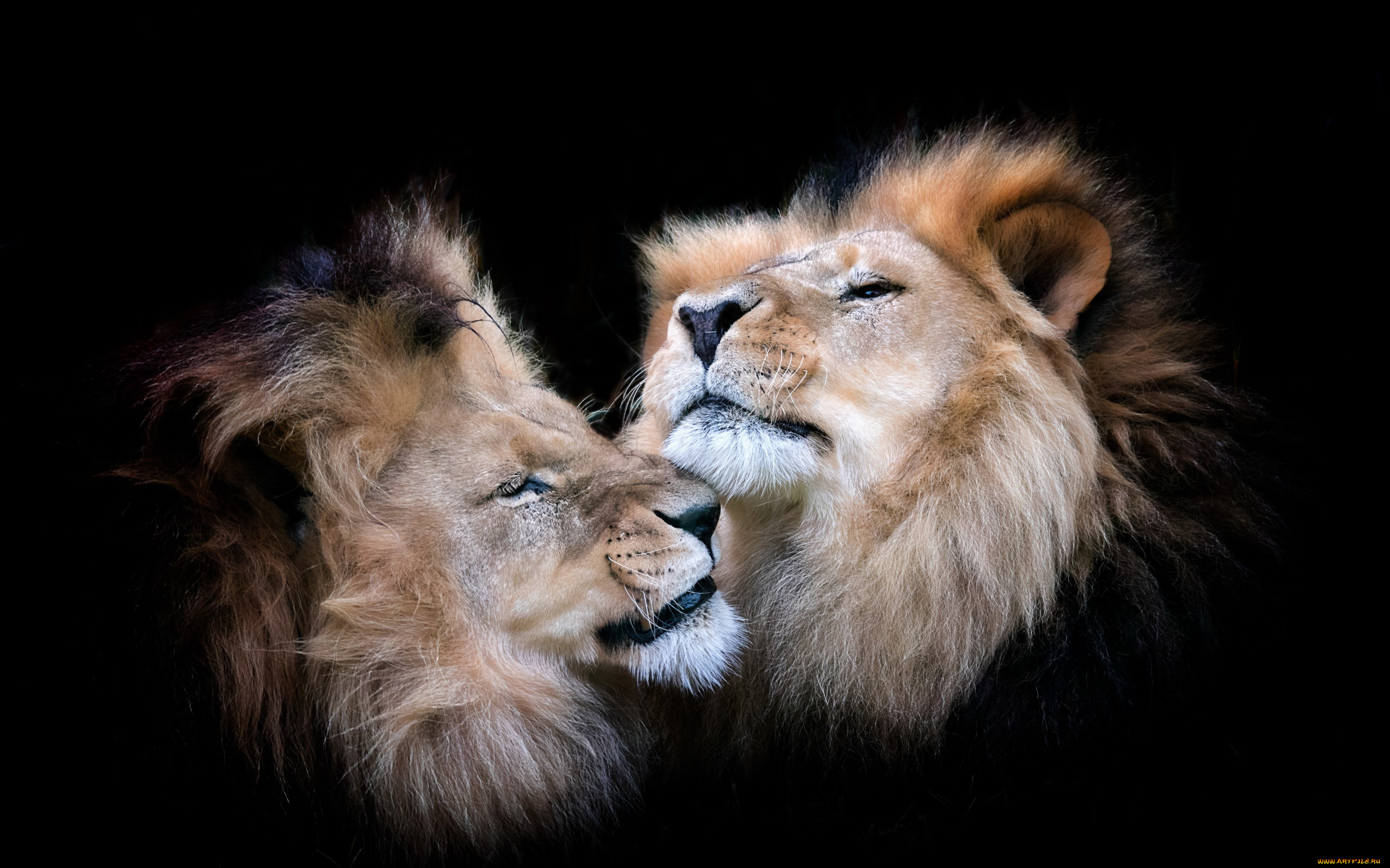 животные, львы, звери, фон