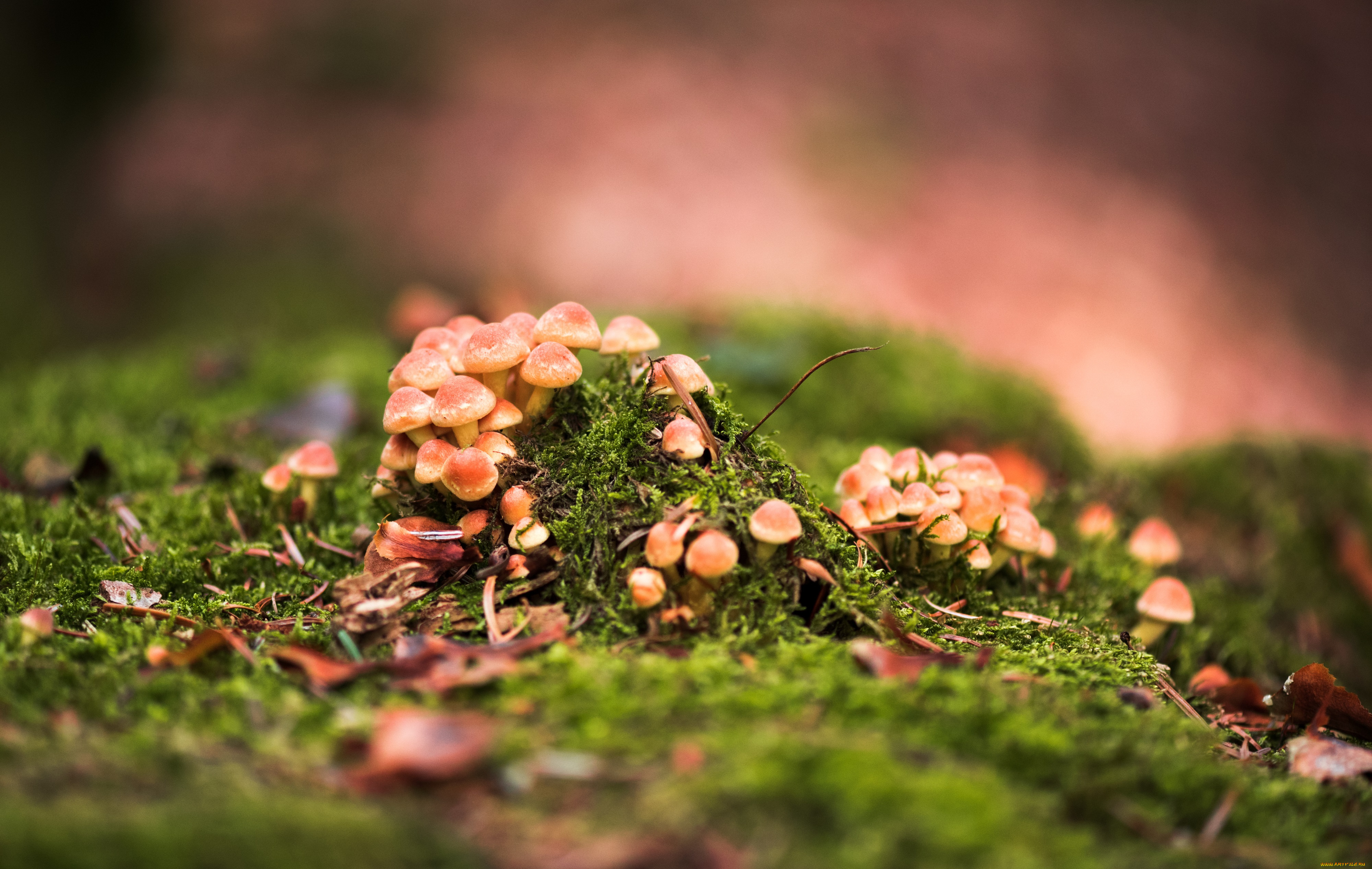 природа, грибы, лес