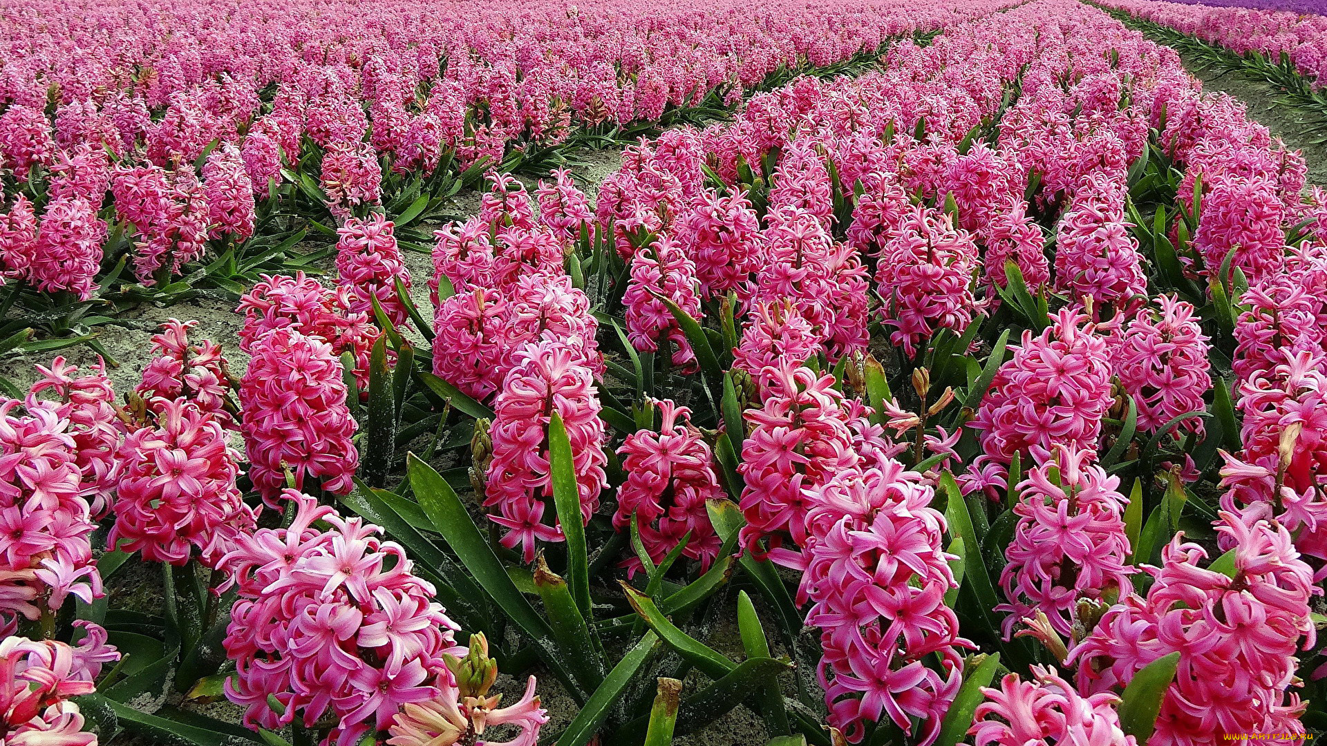 цветы, гиацинты, розовые, много