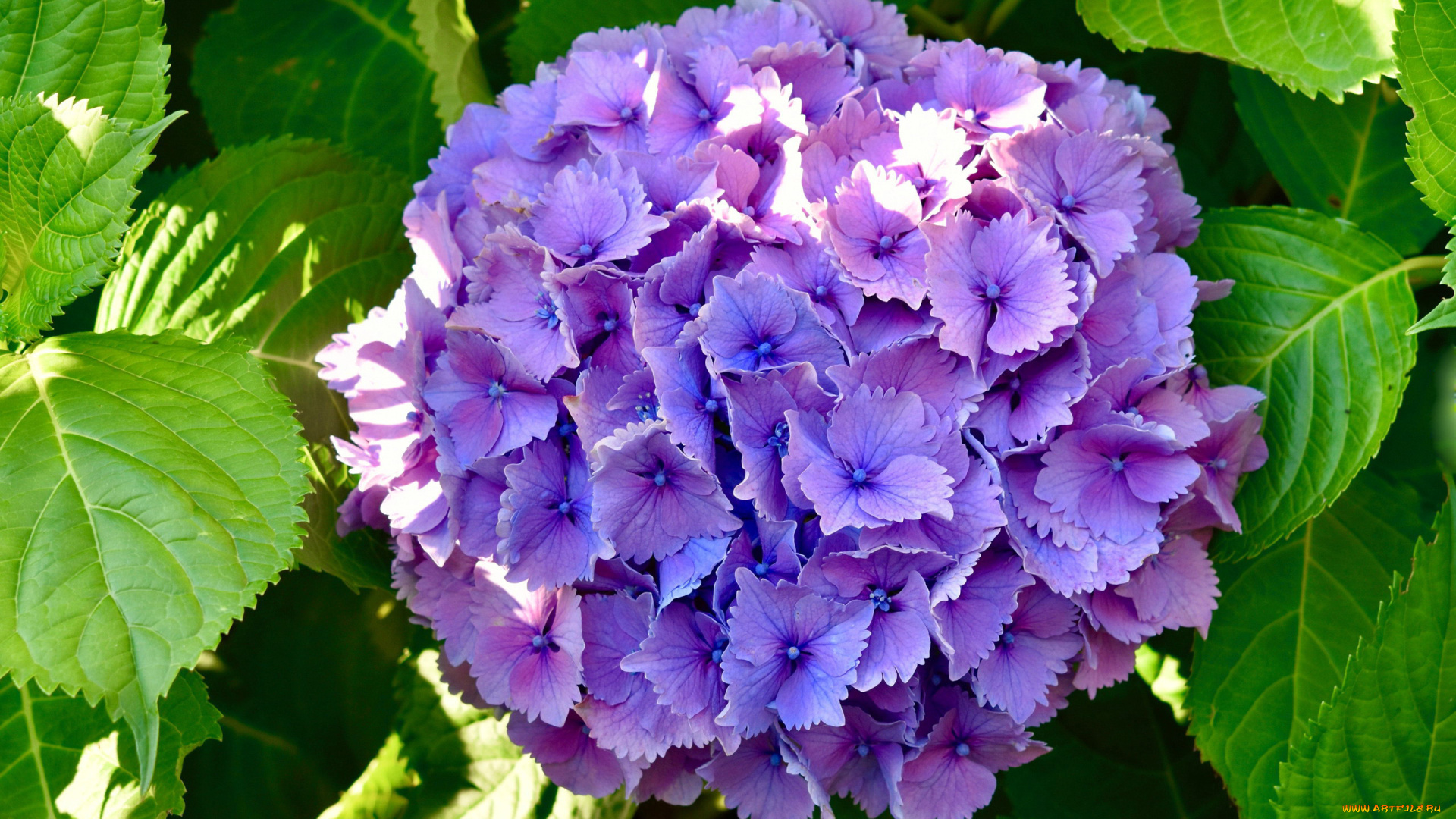 цветы, гортензия, лиловая, соцветие