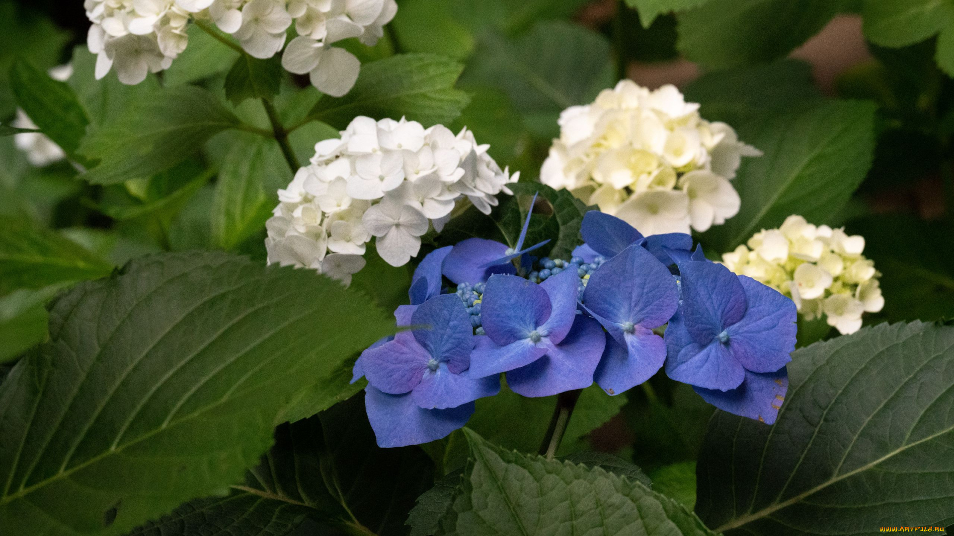 цветы, гортензия, синяя, белая, гортезия, куст