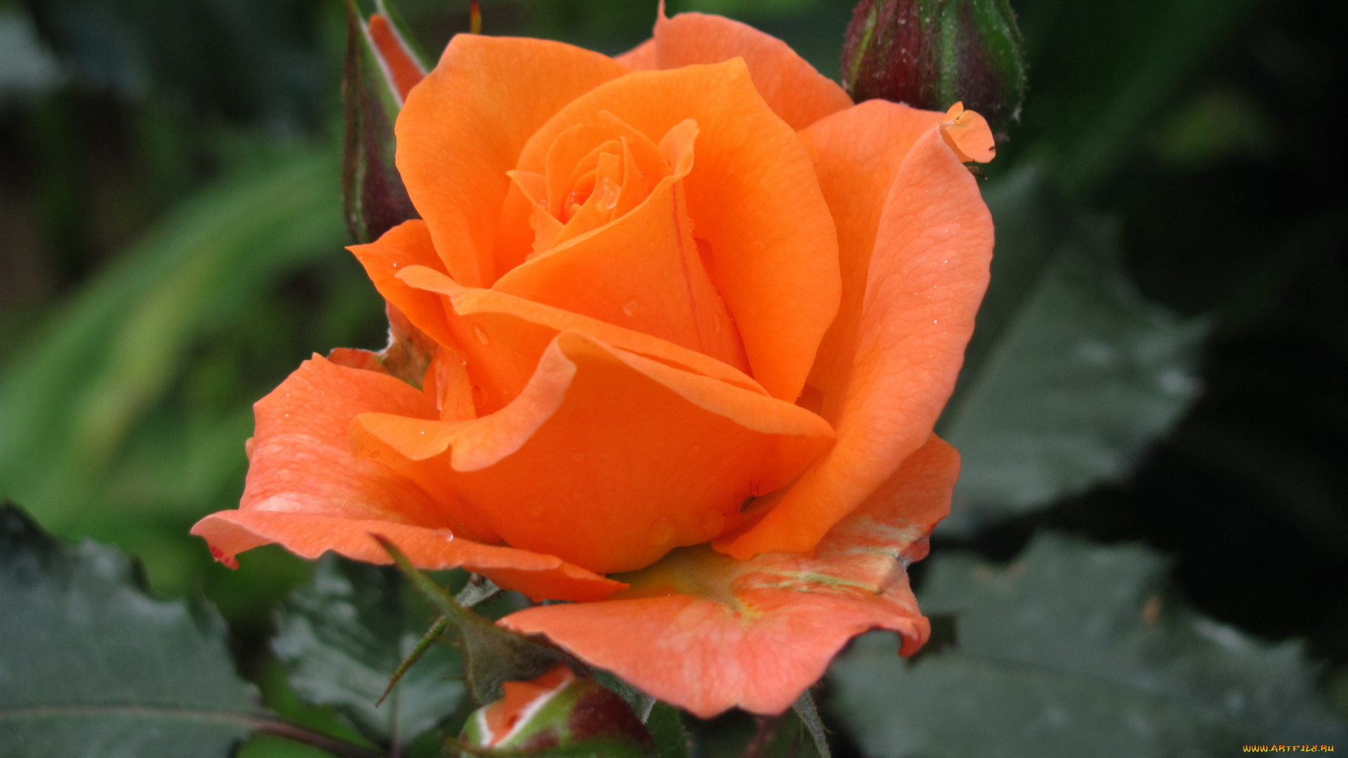 цветы, розы, персиковая, роза, бутон