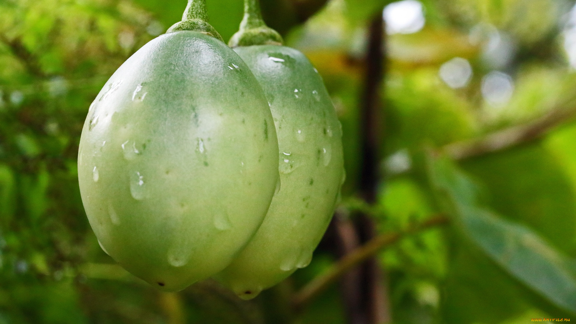 tomato, fruit, природа, плоды, tomato, fruit